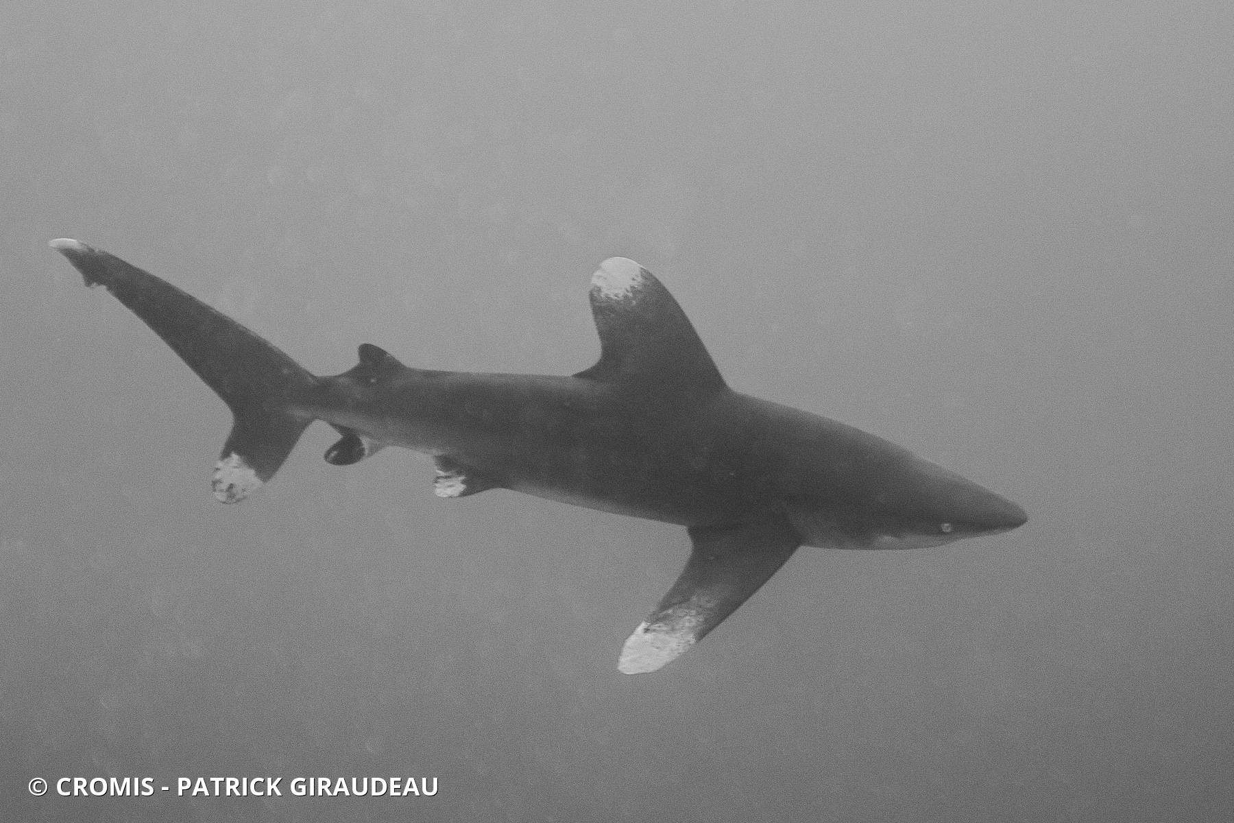 Requin océanique