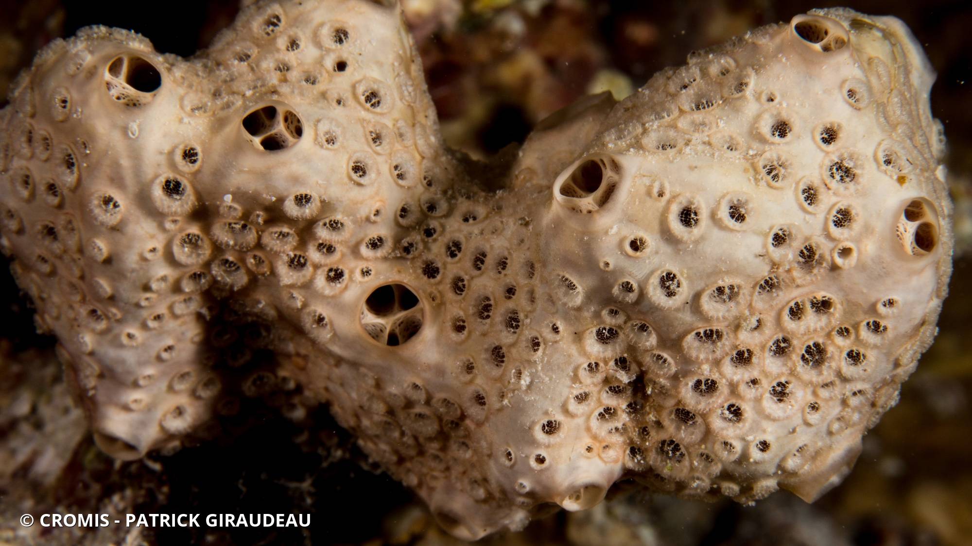 Crella (Grayella) cyatophora