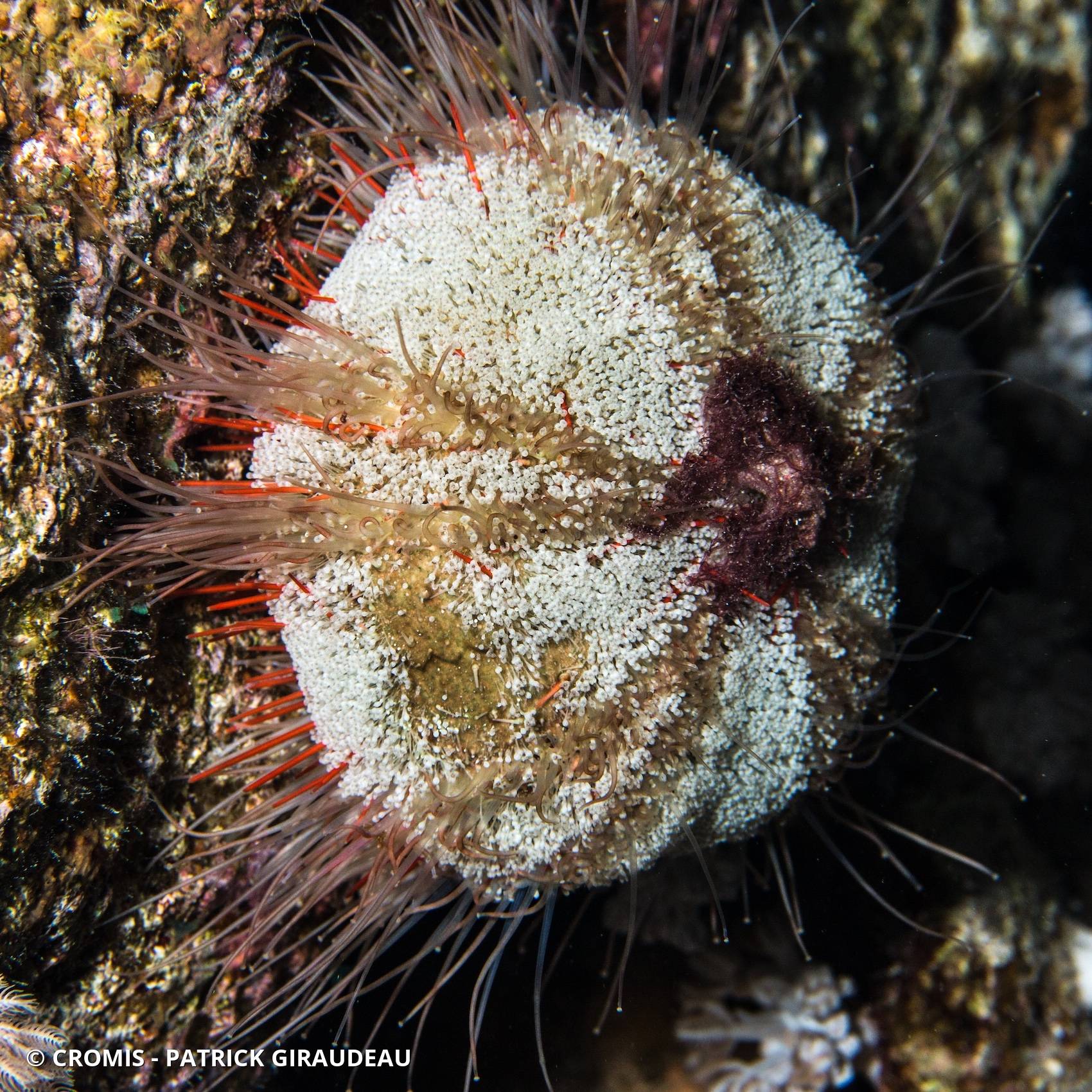 Oursin de feu de mer Rouge