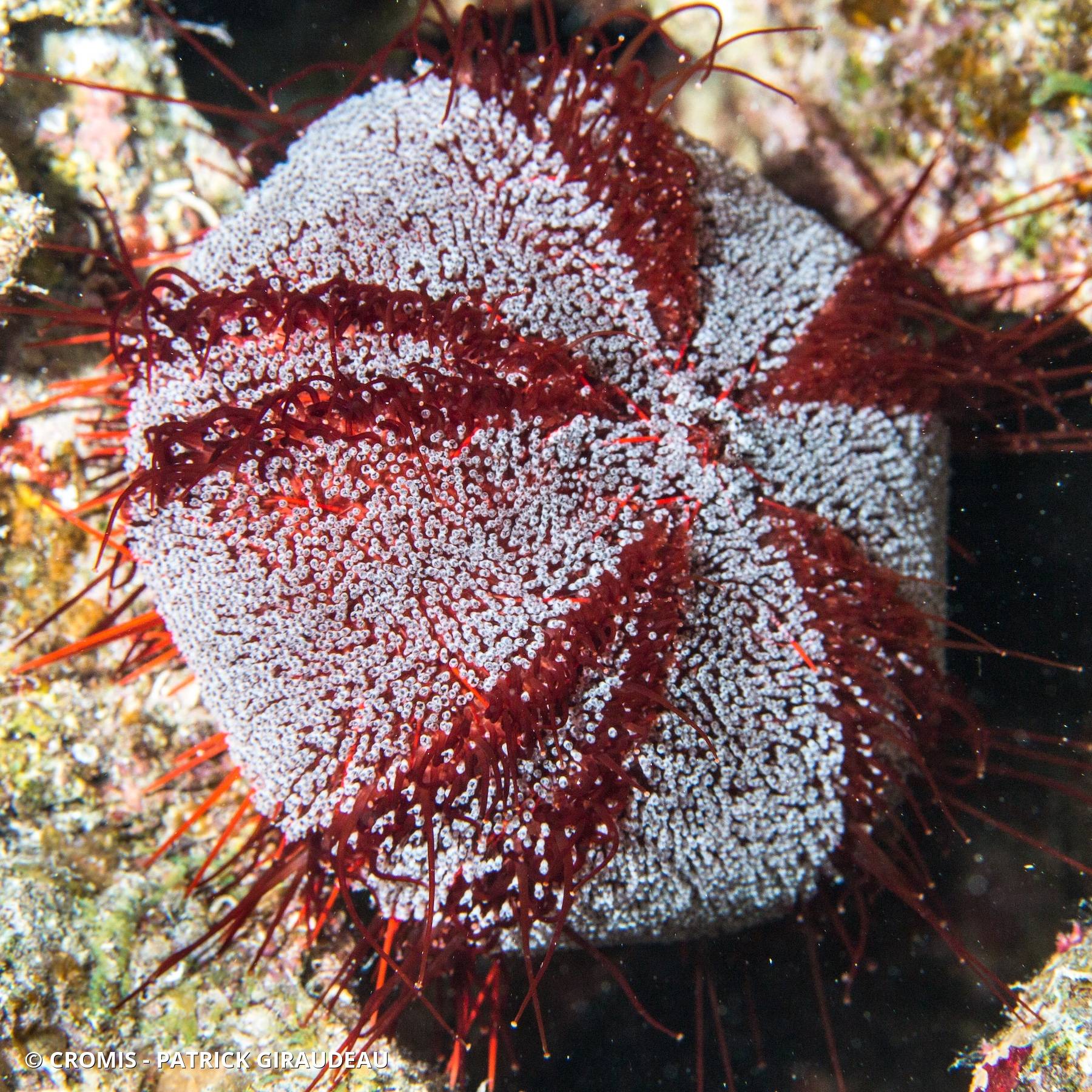 Oursin de feu de mer Rouge
