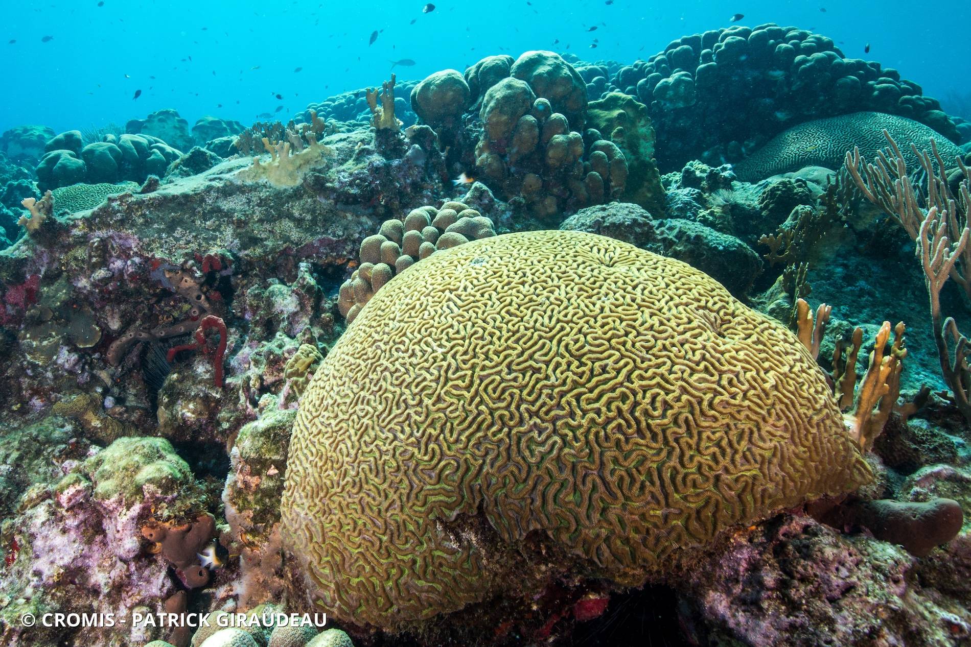 Corail cerveau symétrique