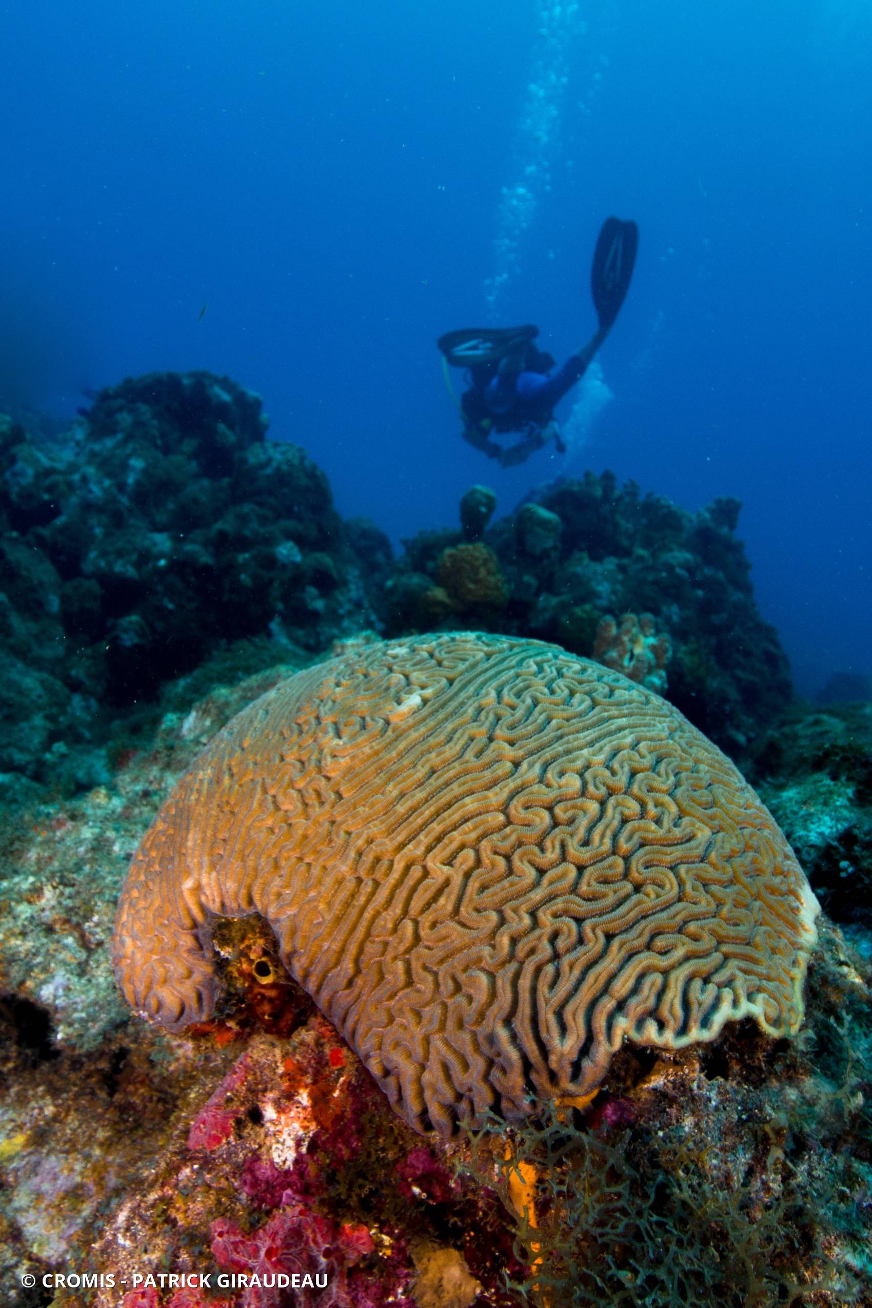 Corail cerveau de Neptune