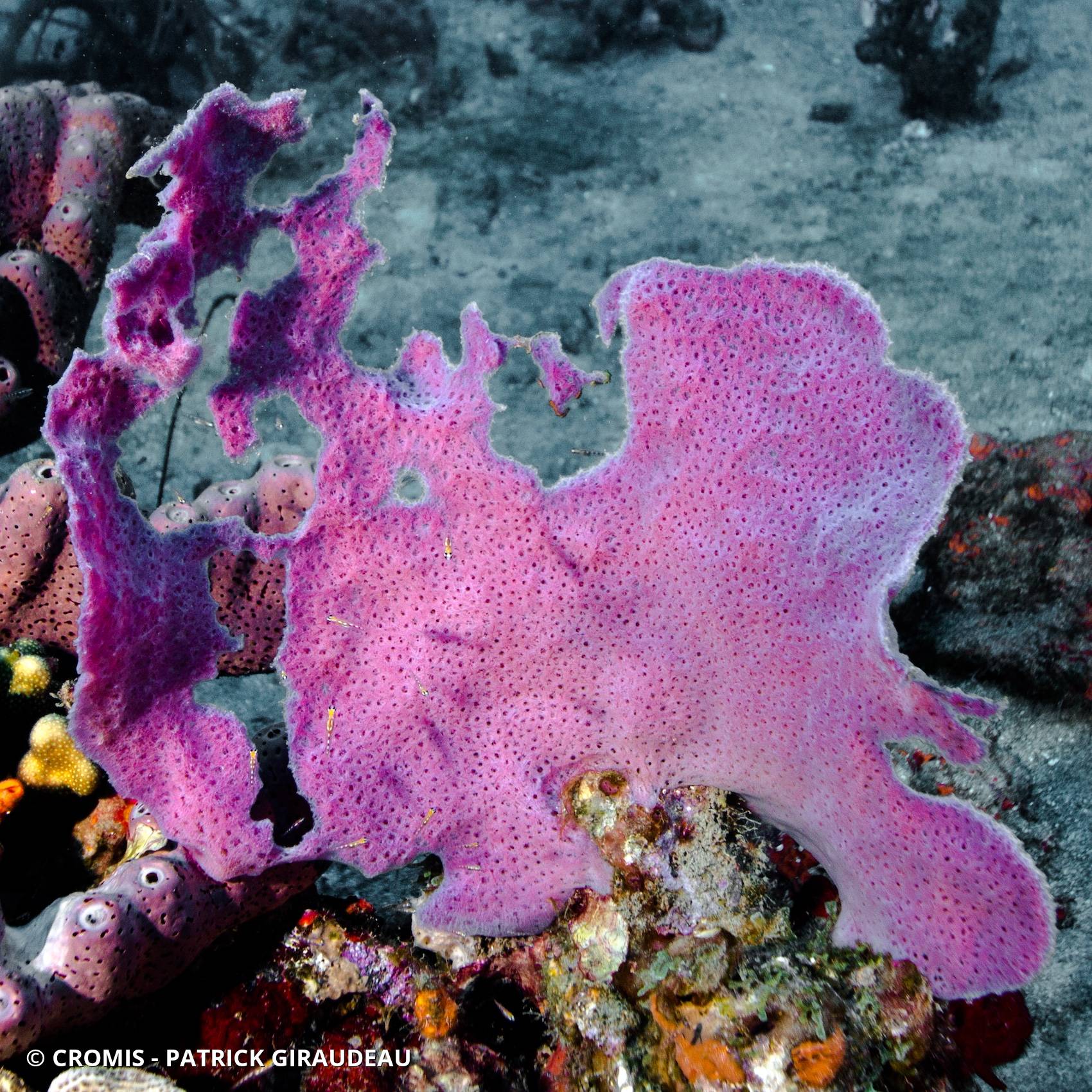 Eponge pieuvre mauve-rose