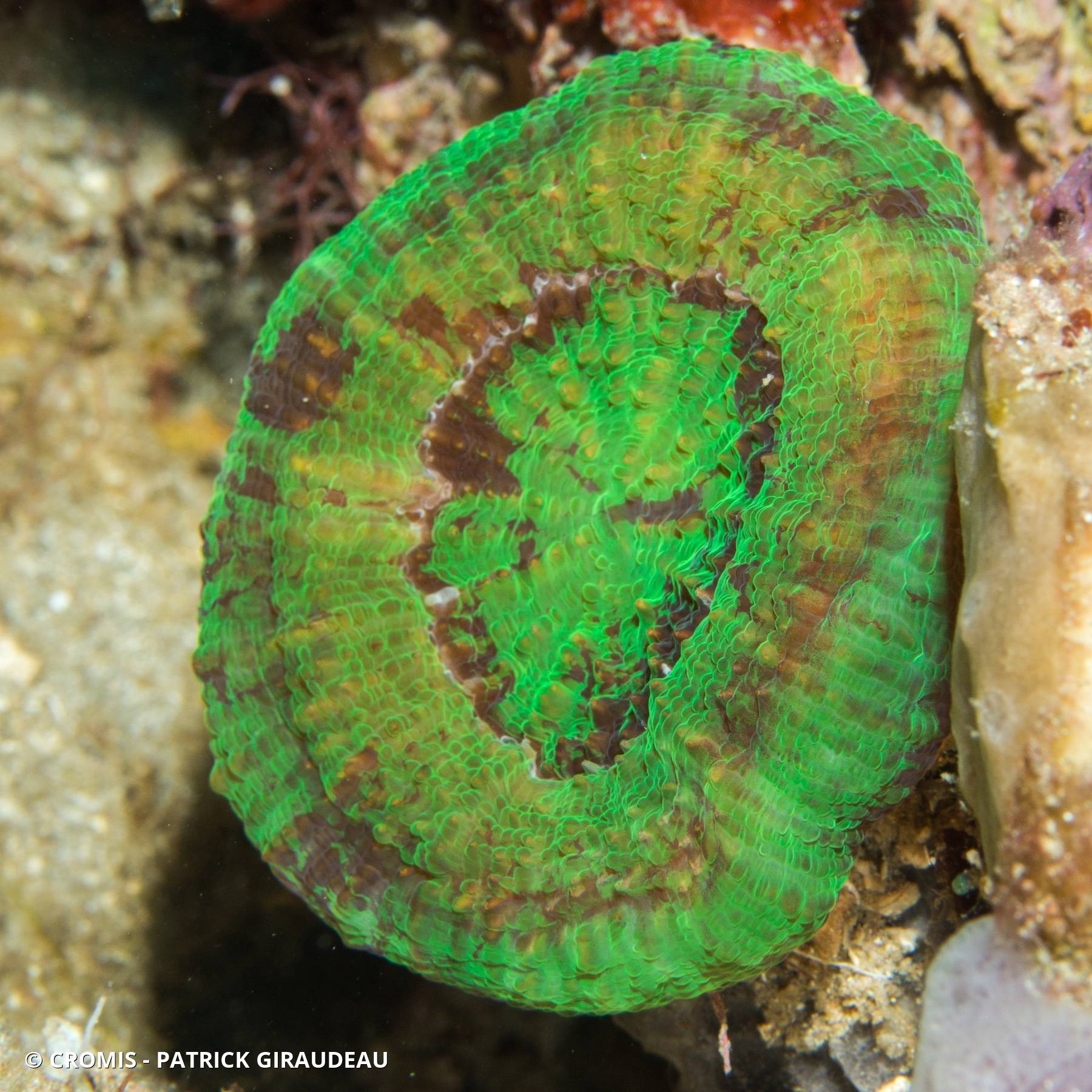 Corail coeur d'artichaut