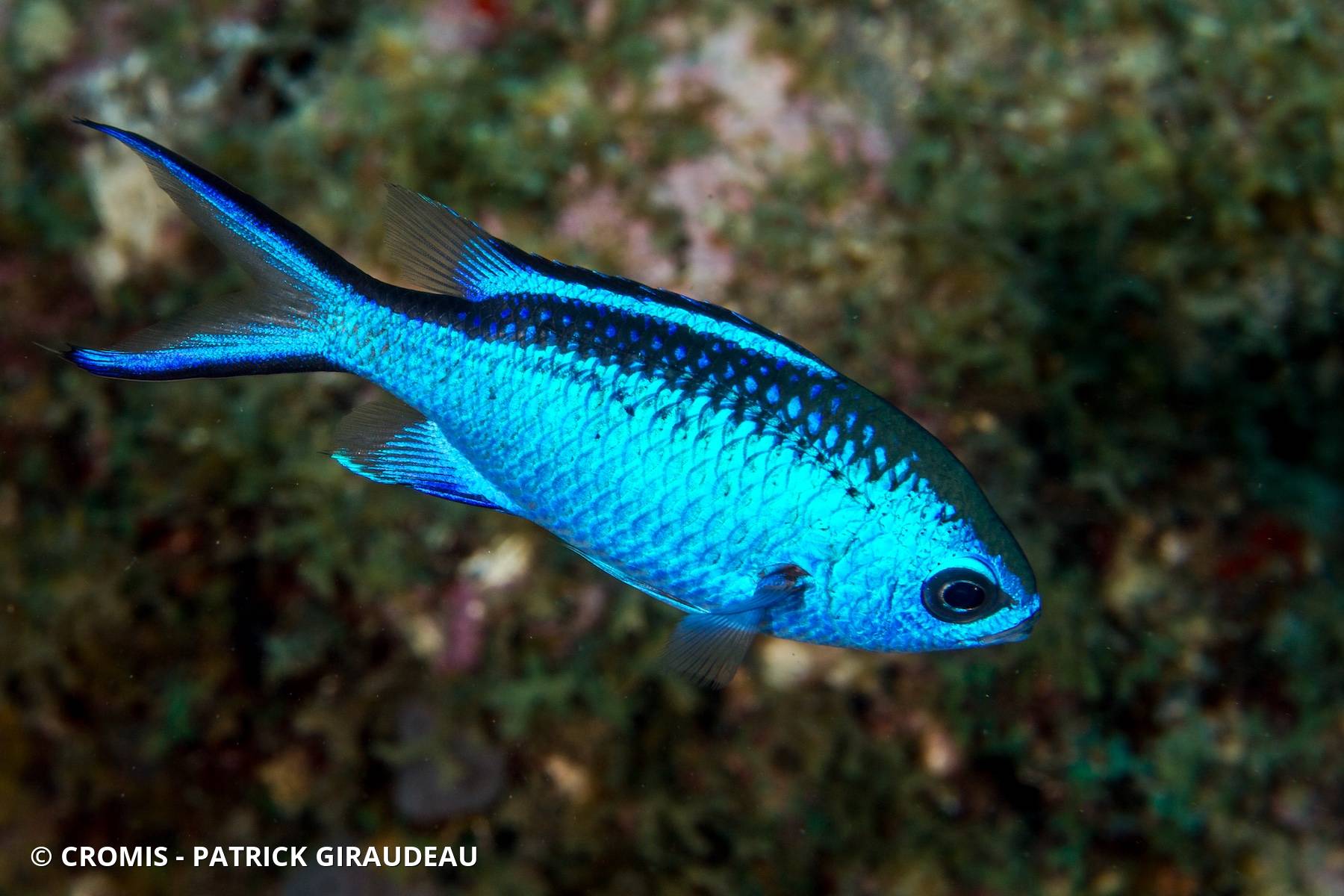 Castagnole bleue