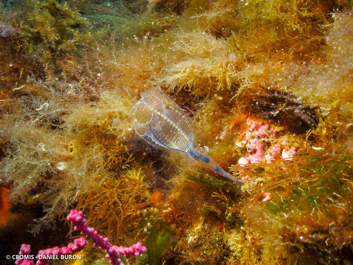 Claveline bleutée de Méditerranée
