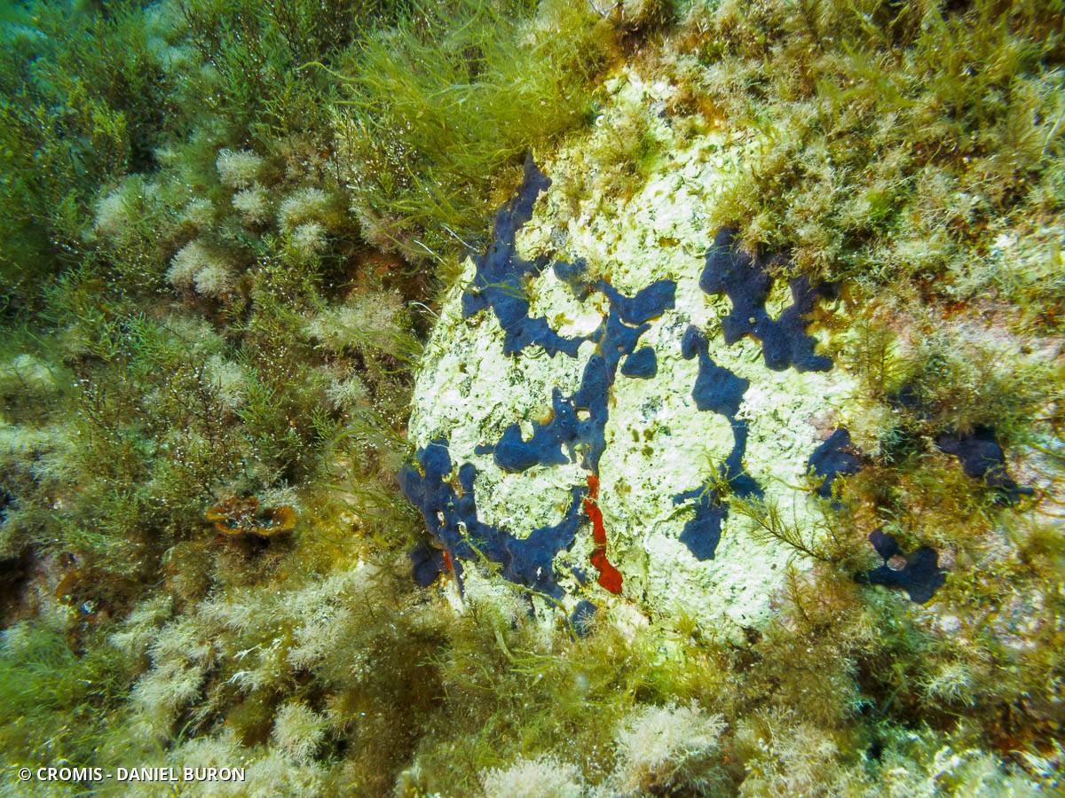 Eponge encroûtante bleue
