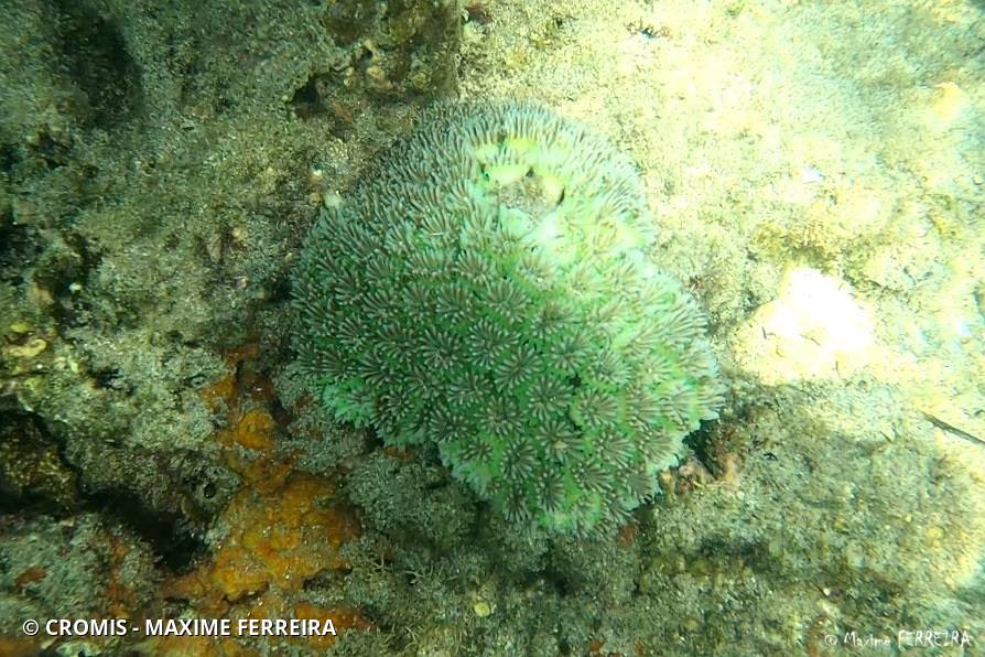 Corail piquant
