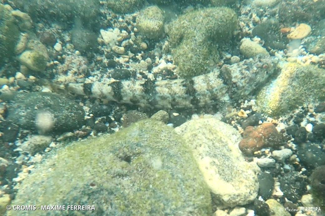 Poisson-lézard de sable