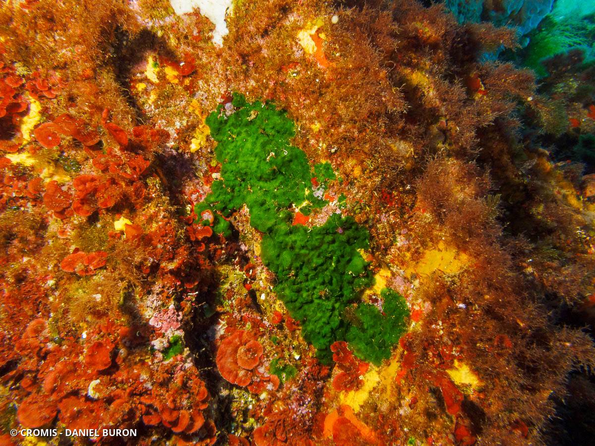 Palmophylle