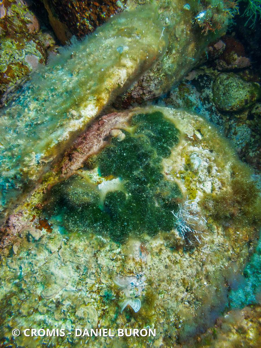 Codium mamelonné