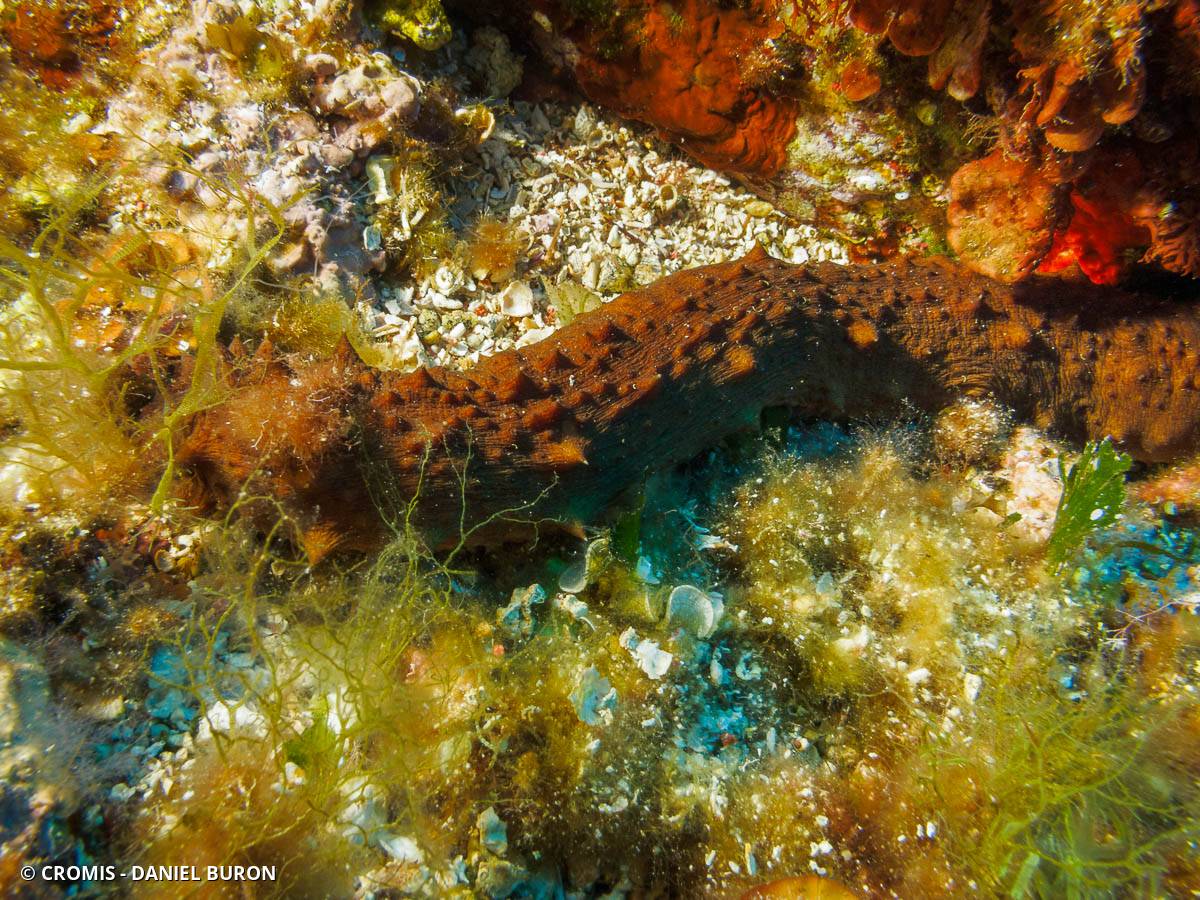 Holothurie mamelonnée