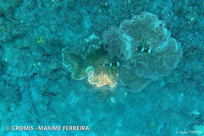 Poisson-clown de Maurice