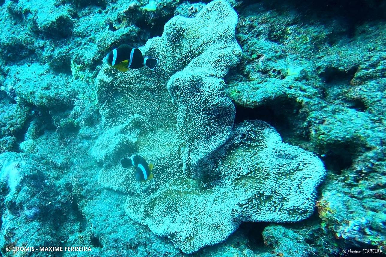 Poisson-clown de Maurice