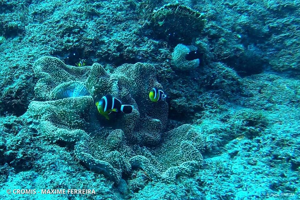 Poisson-clown de Maurice