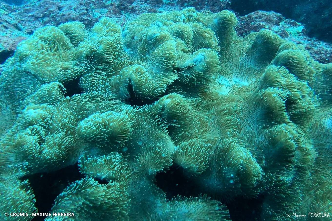 Alcyonaire champignon