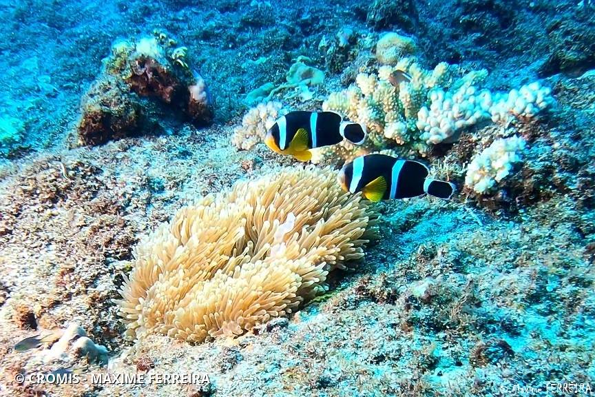 Poisson-clown de Maurice