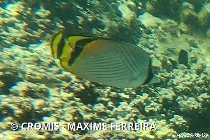 Poisson-papillon vagabond