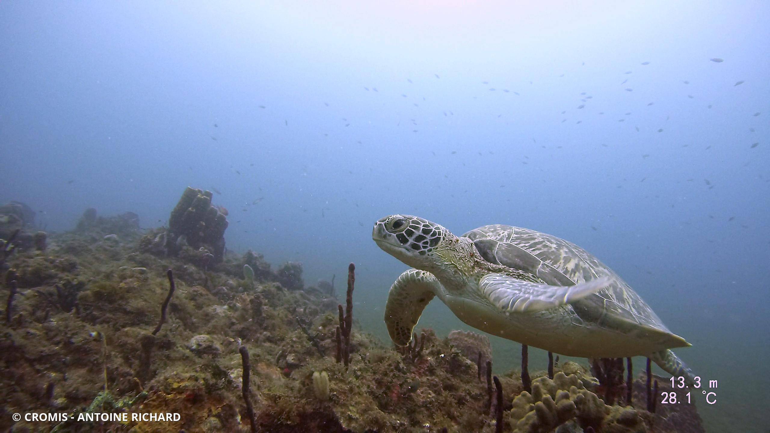 Tortue verte