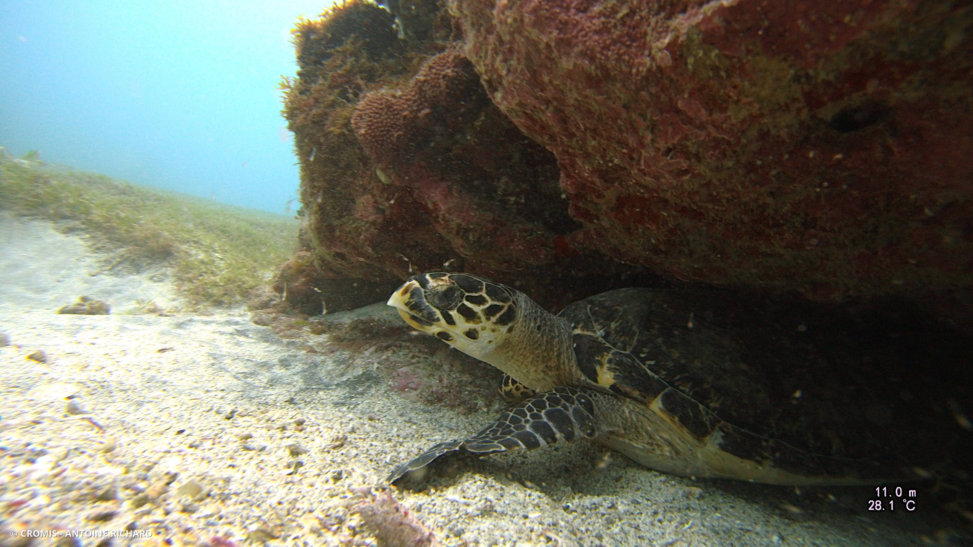 Tortue imbriquée
