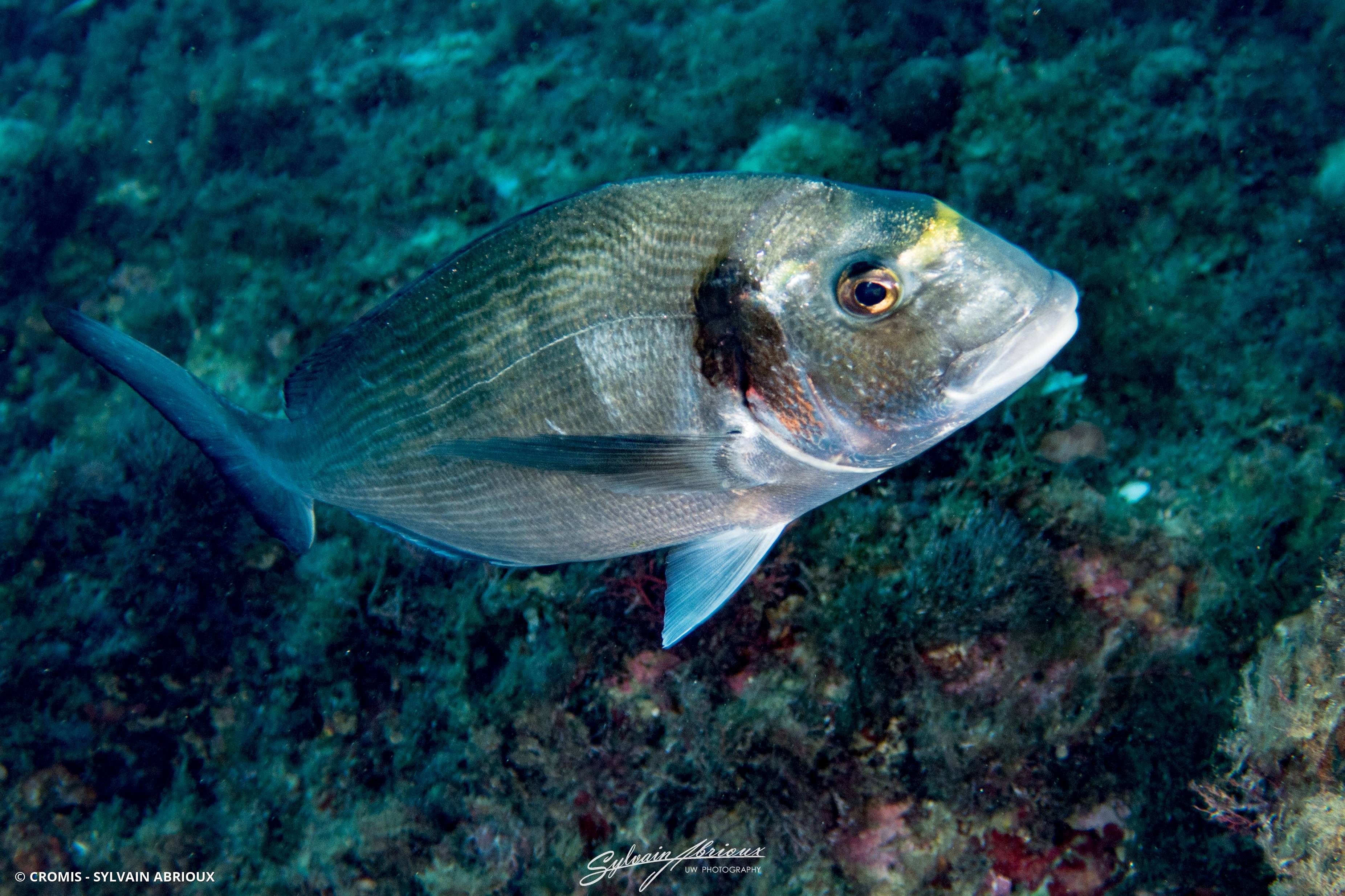 Dorade (daurade) royale
