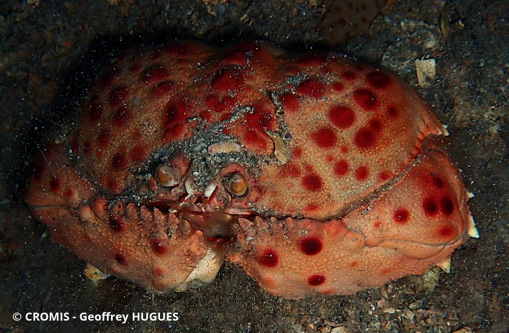 Crabe honteux