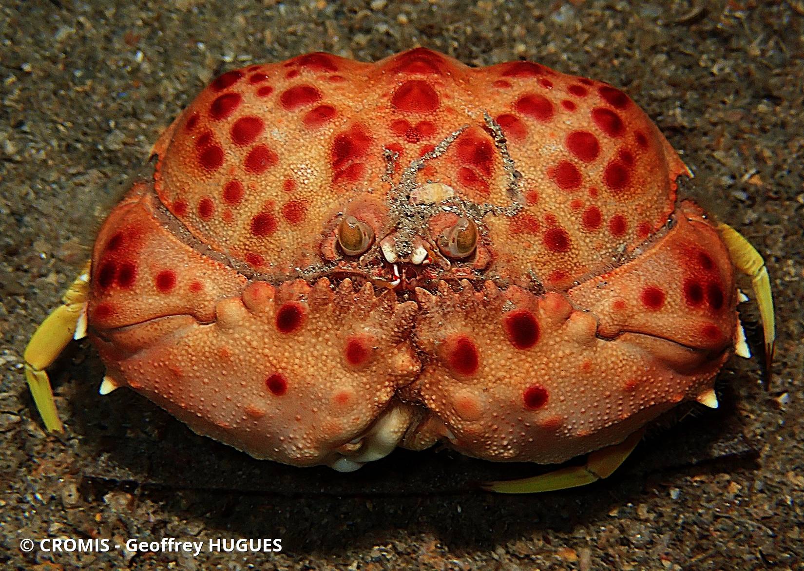 Crabe honteux