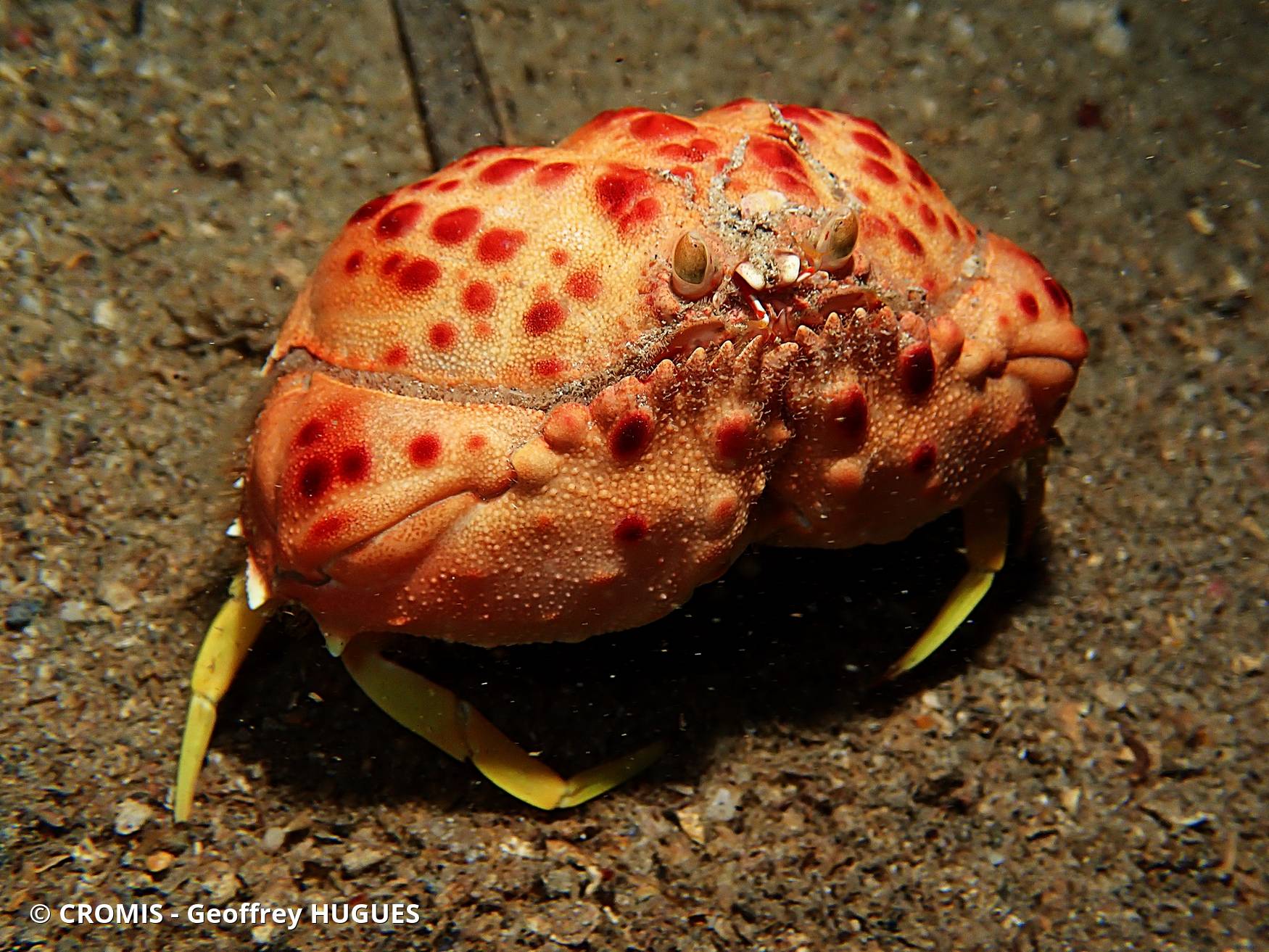 Crabe honteux