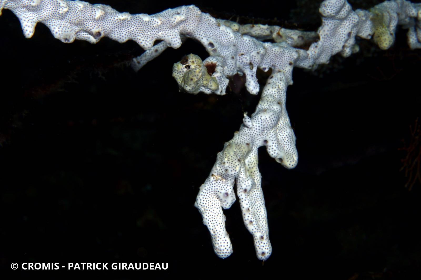 Didemne blanc translucide
