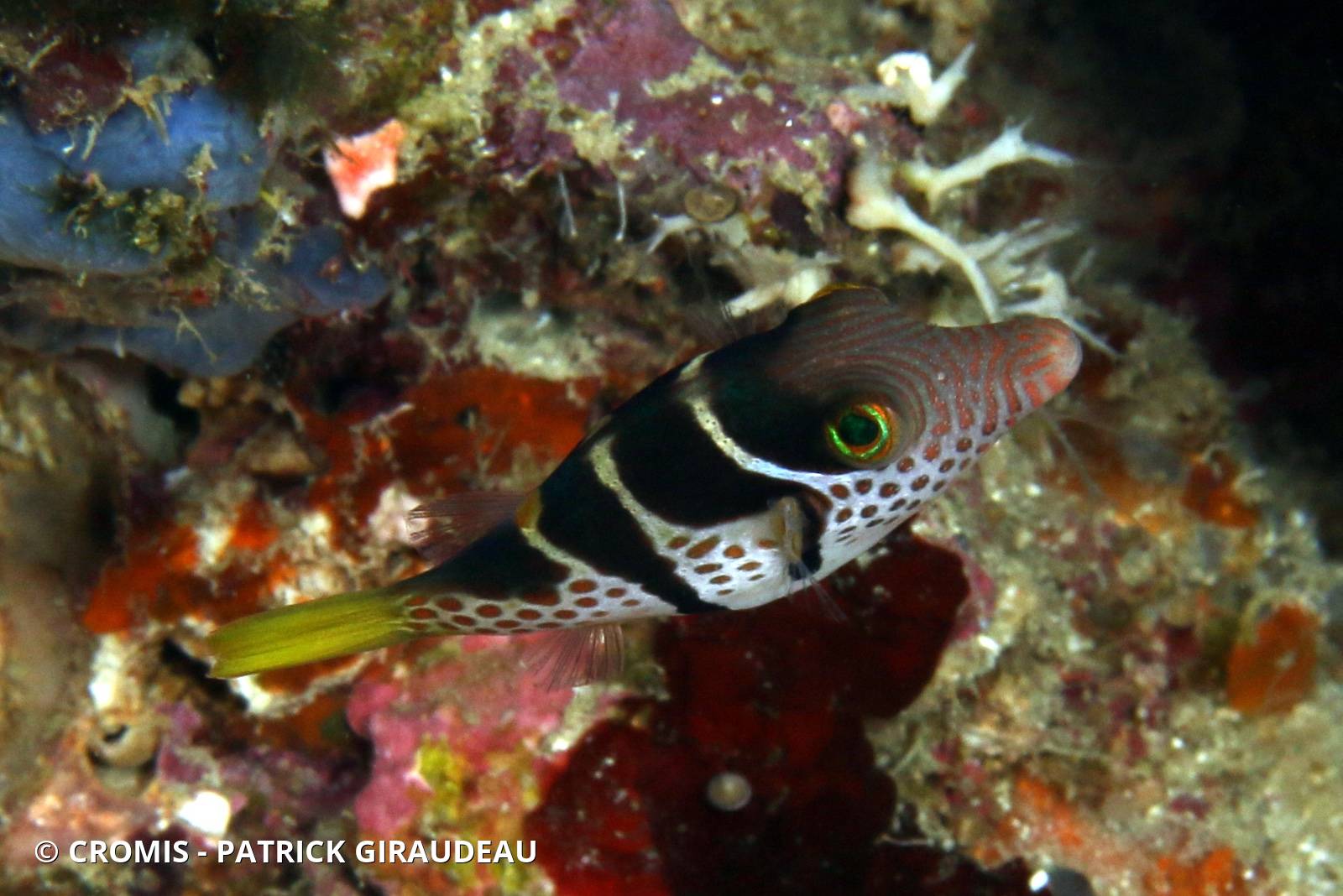 Canthigaster à selle noire