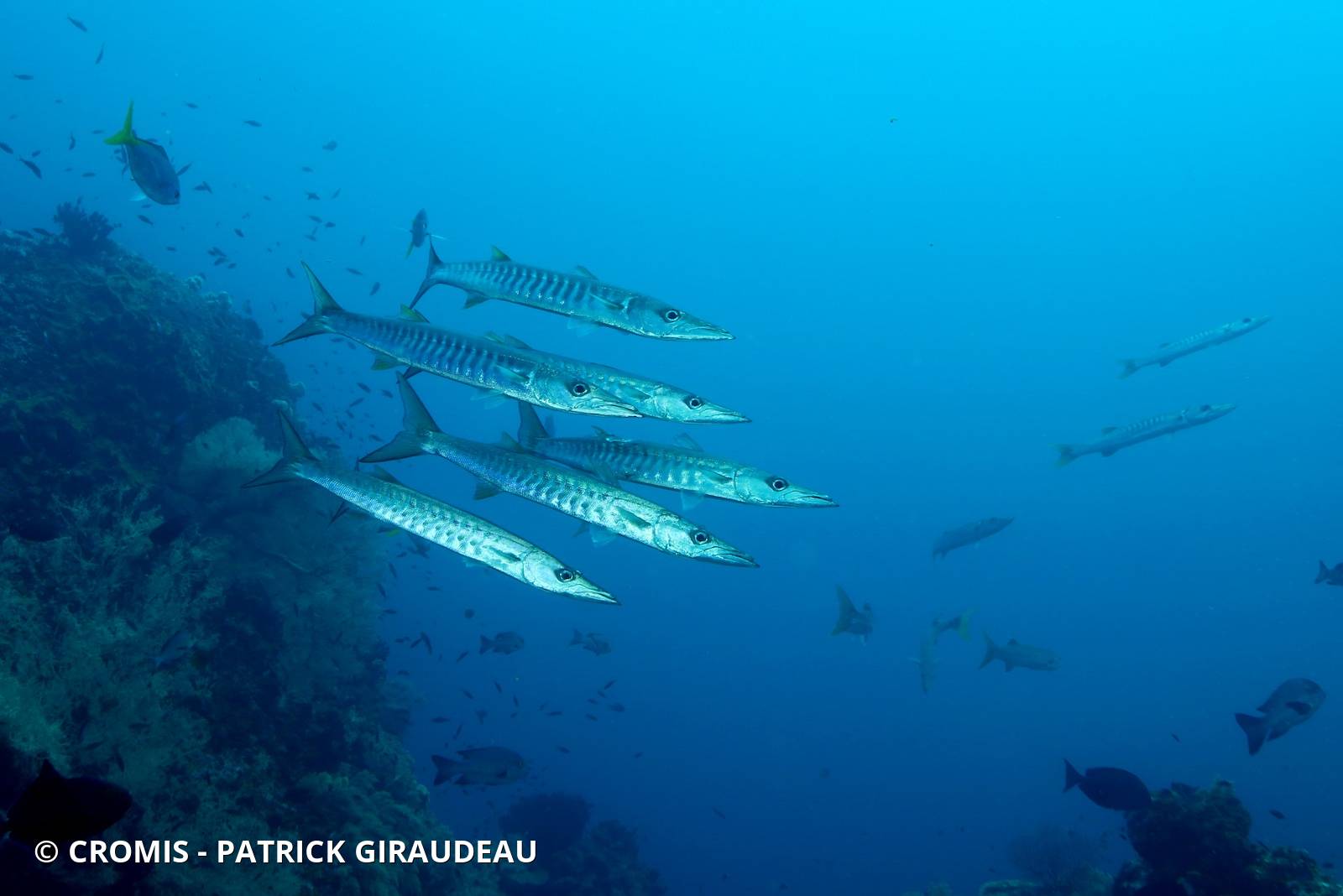 Barracuda à nageoires noires