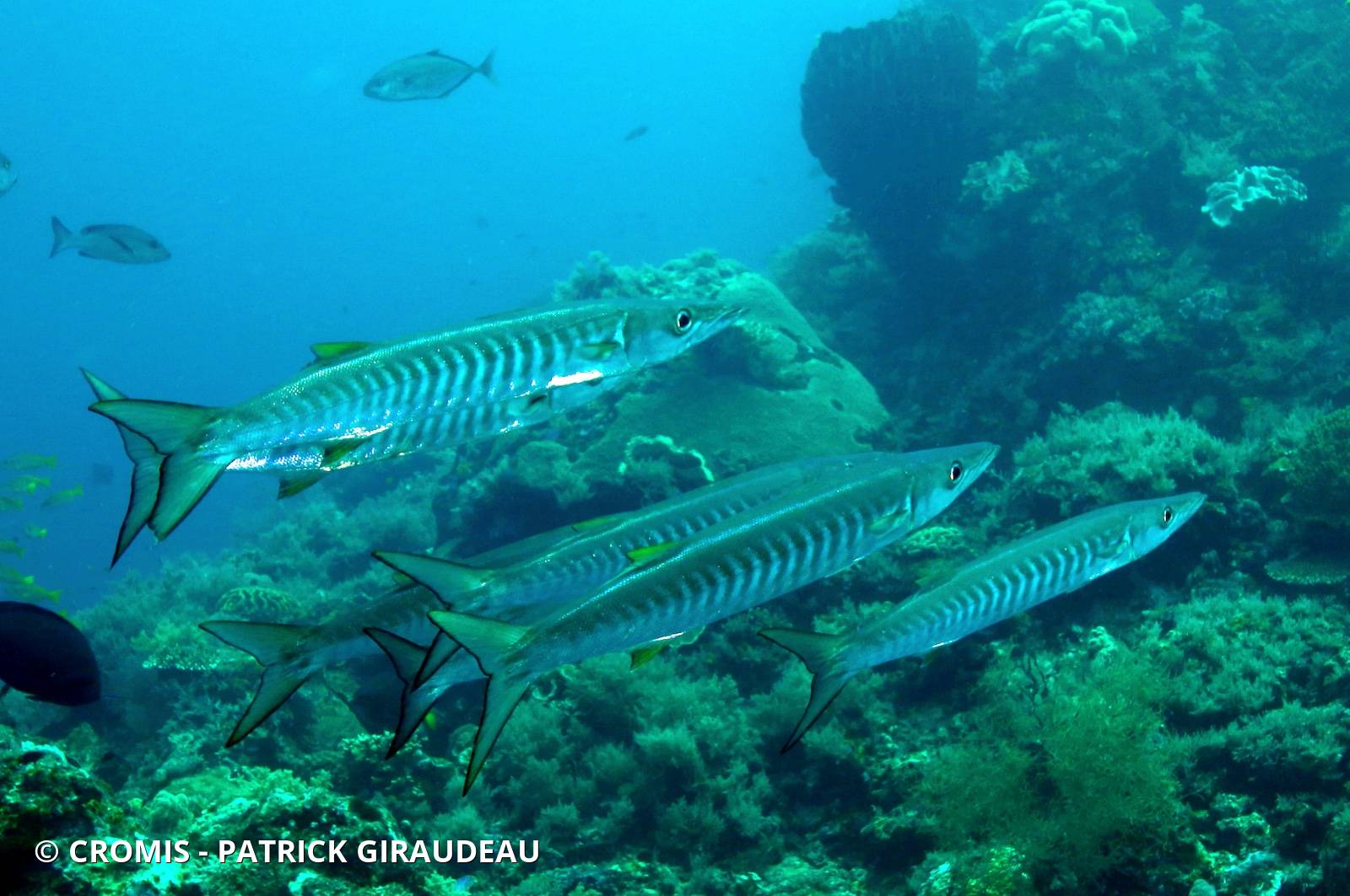 Barracuda à nageoires noires