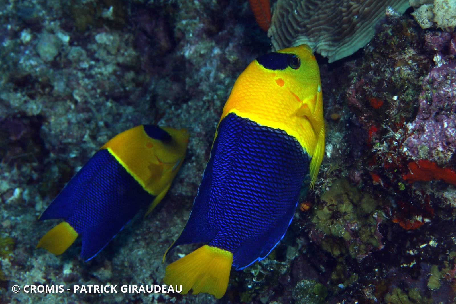 Poisson-ange nain bicolore