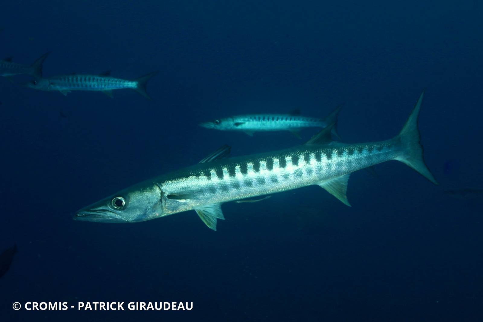 Barracuda à nageoires noires