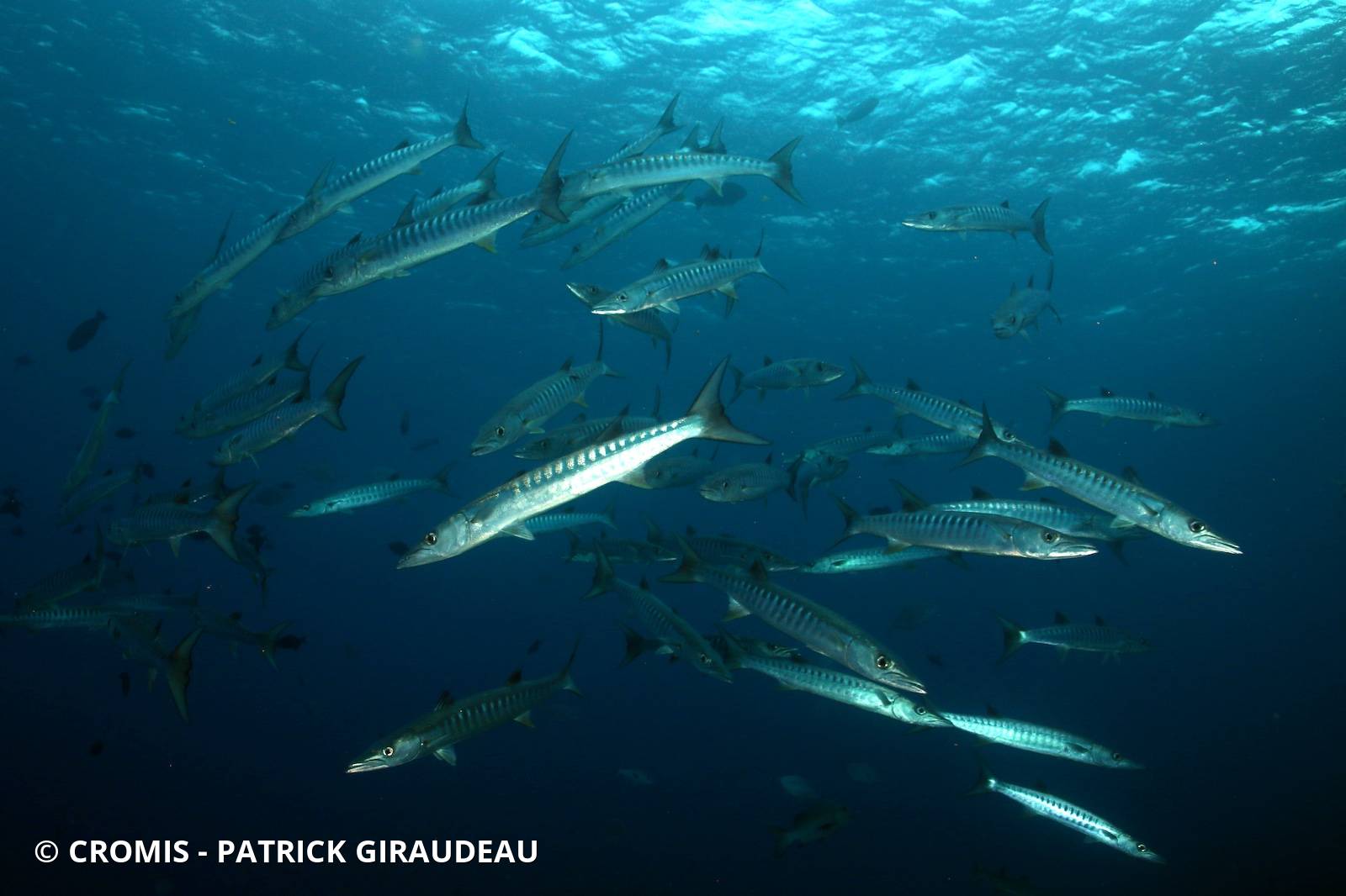 Barracuda à nageoires noires