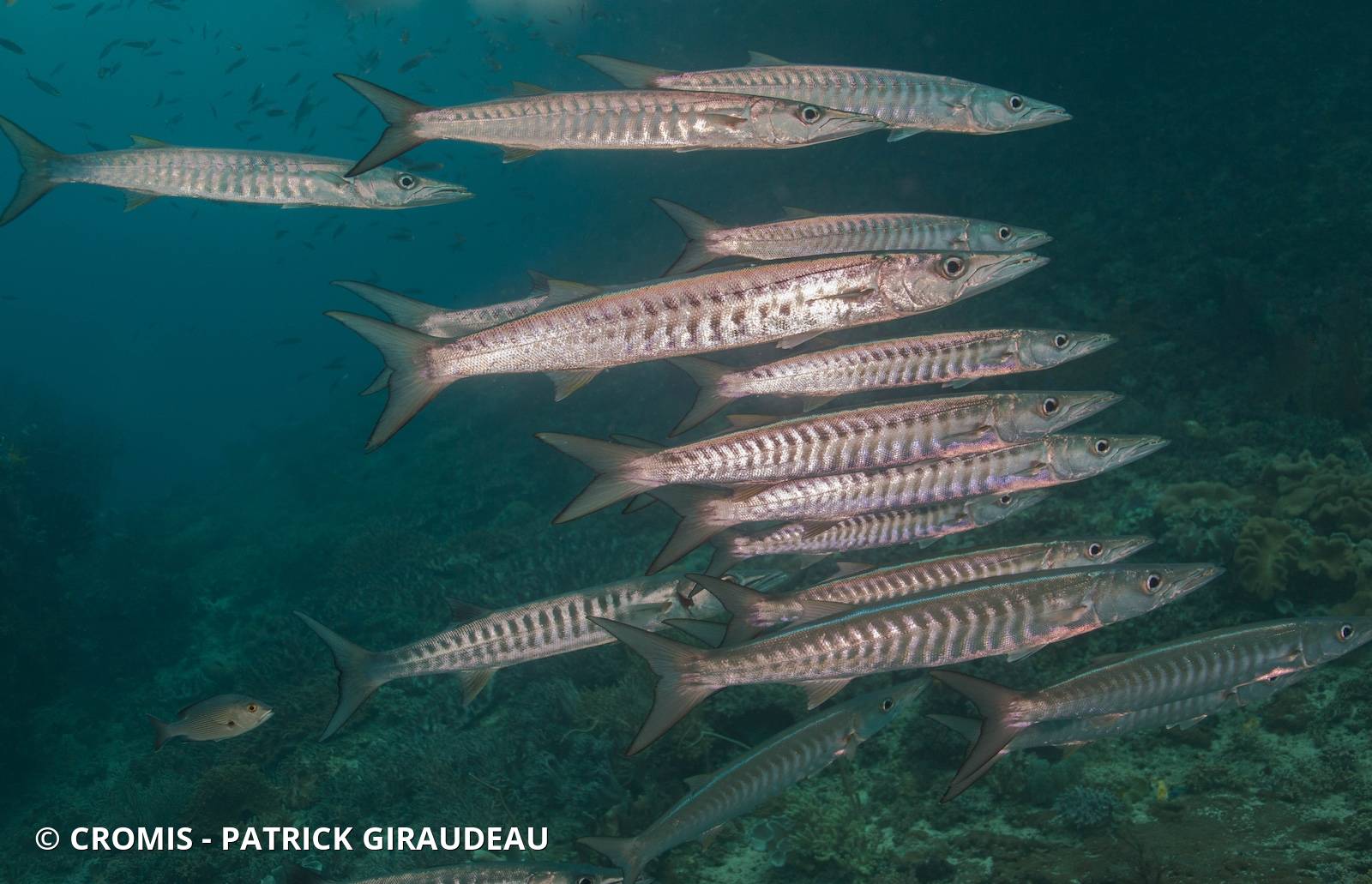 Barracuda à nageoires noires