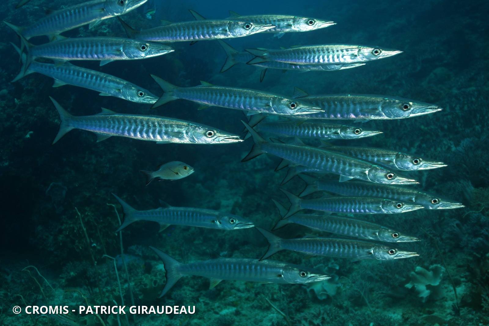 Barracuda à nageoires noires