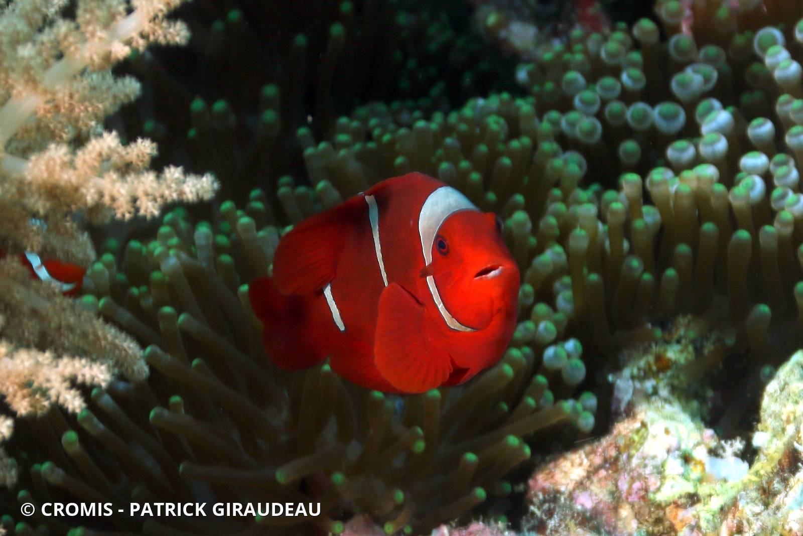Poisson-clown à joues épineuses