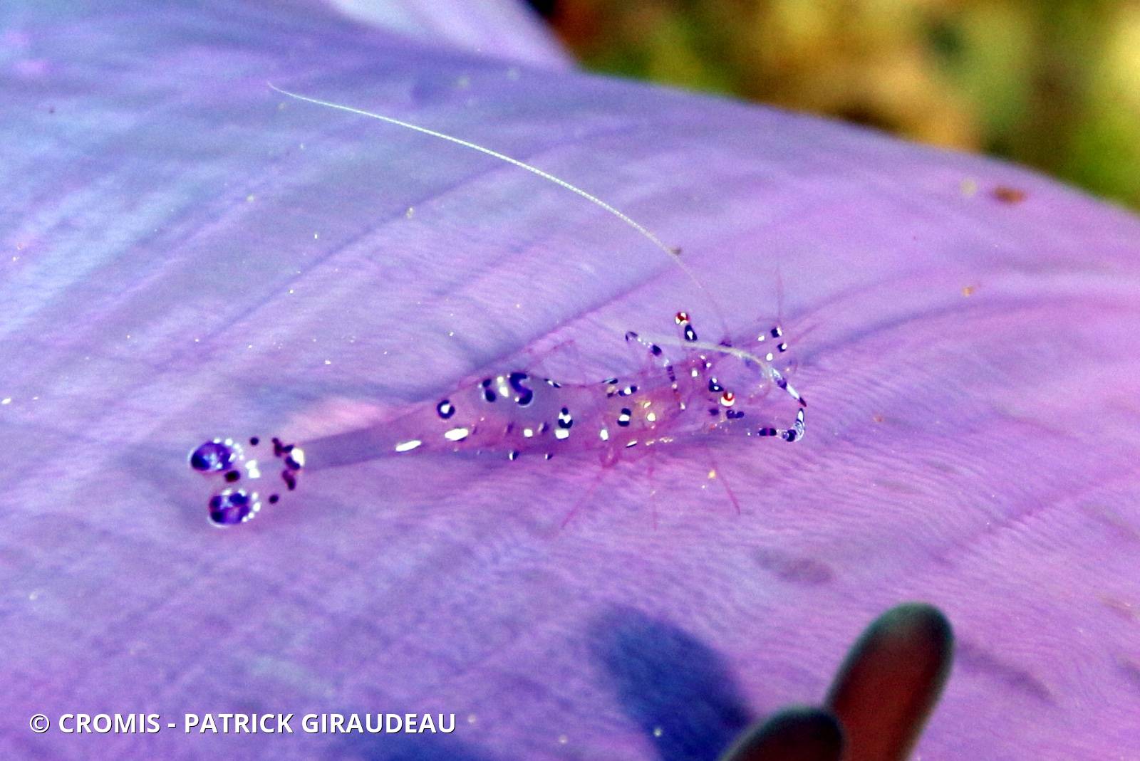 Crevette transparente à tache bleue