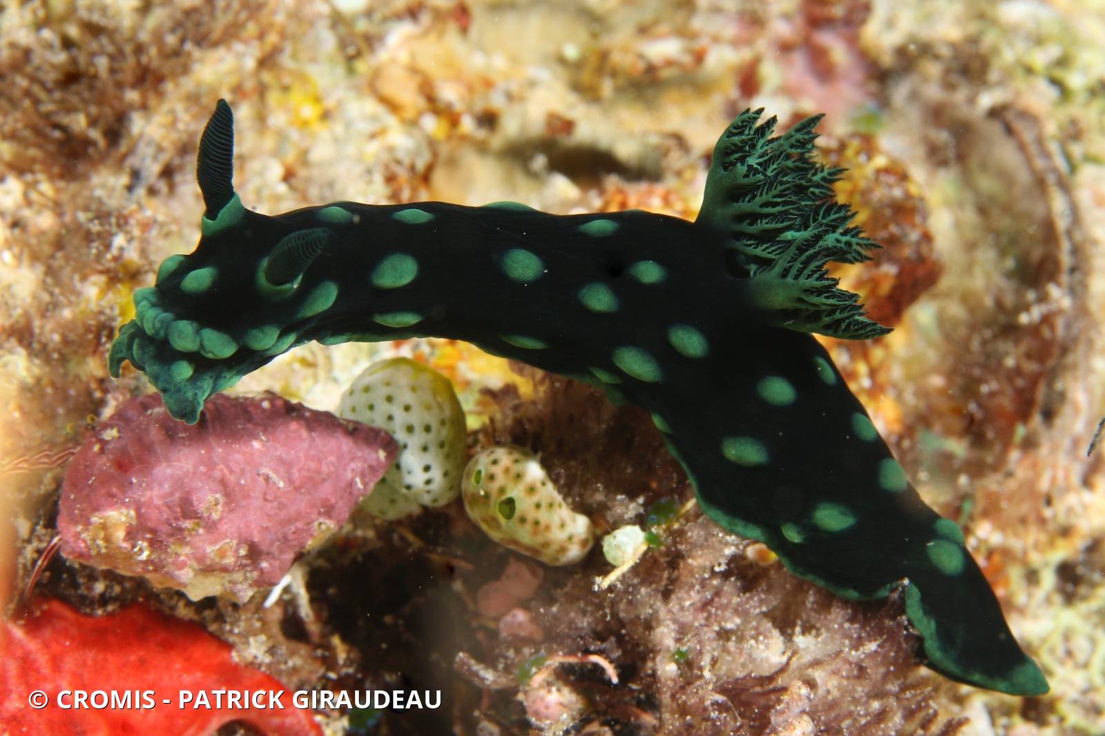 Nembrotha de Kubary