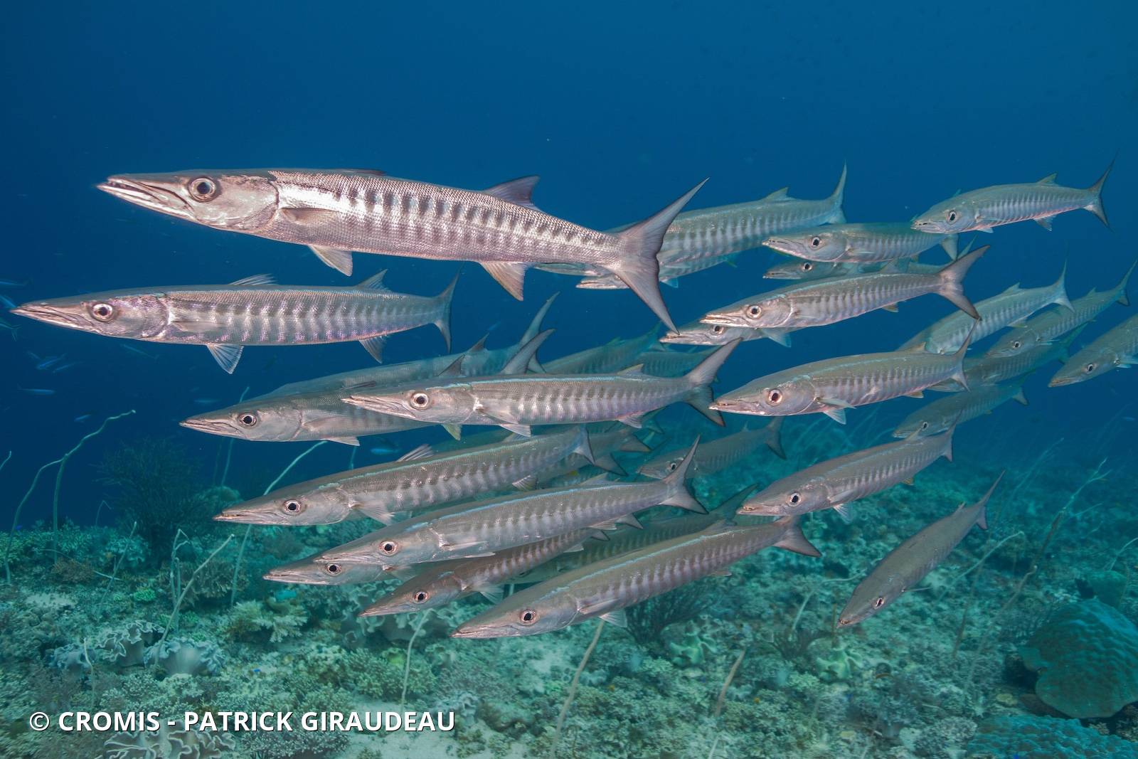 Barracuda à nageoires noires