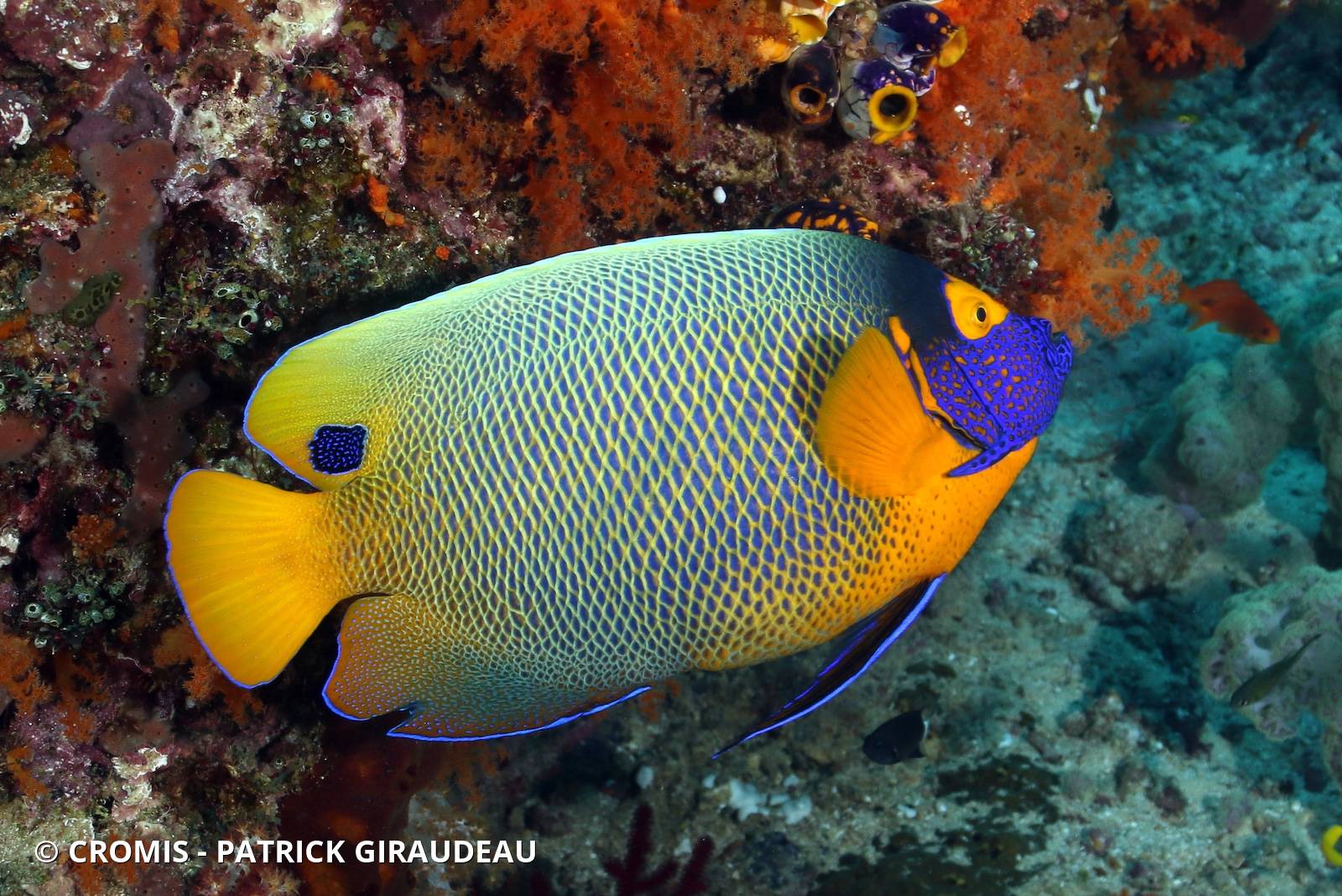 Poisson-ange à tête bleue