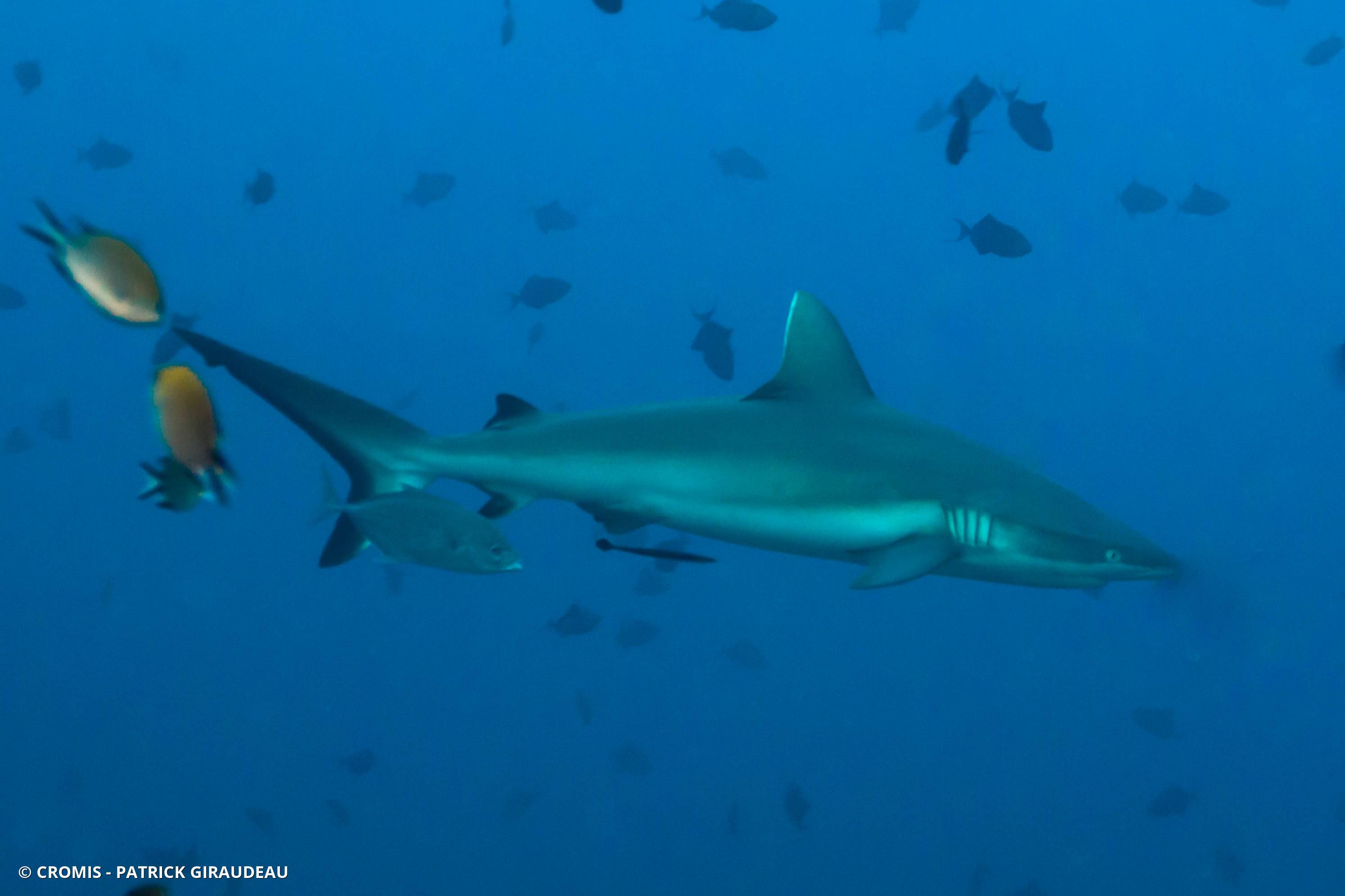 Requin gris de récif