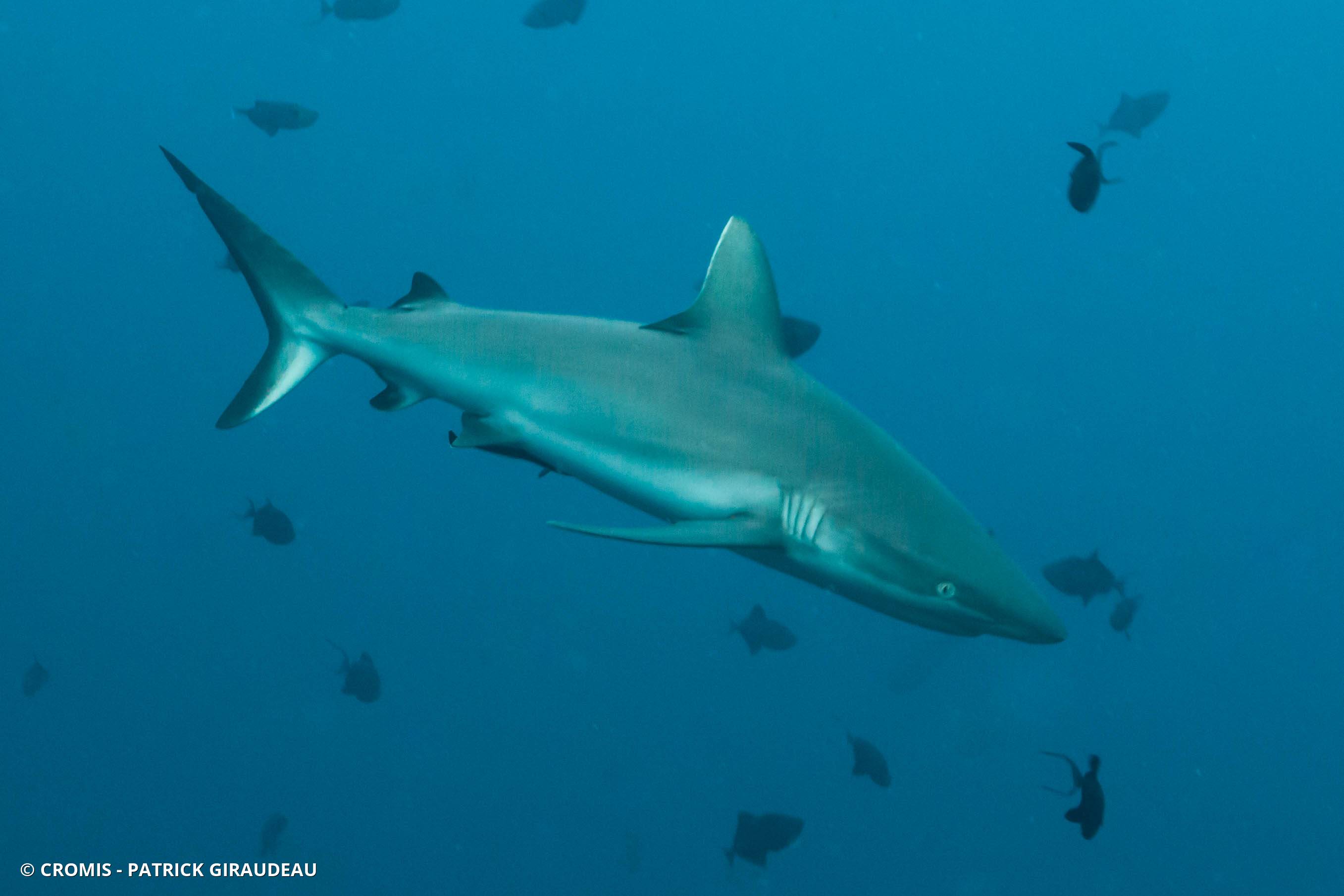 Requin gris de récif