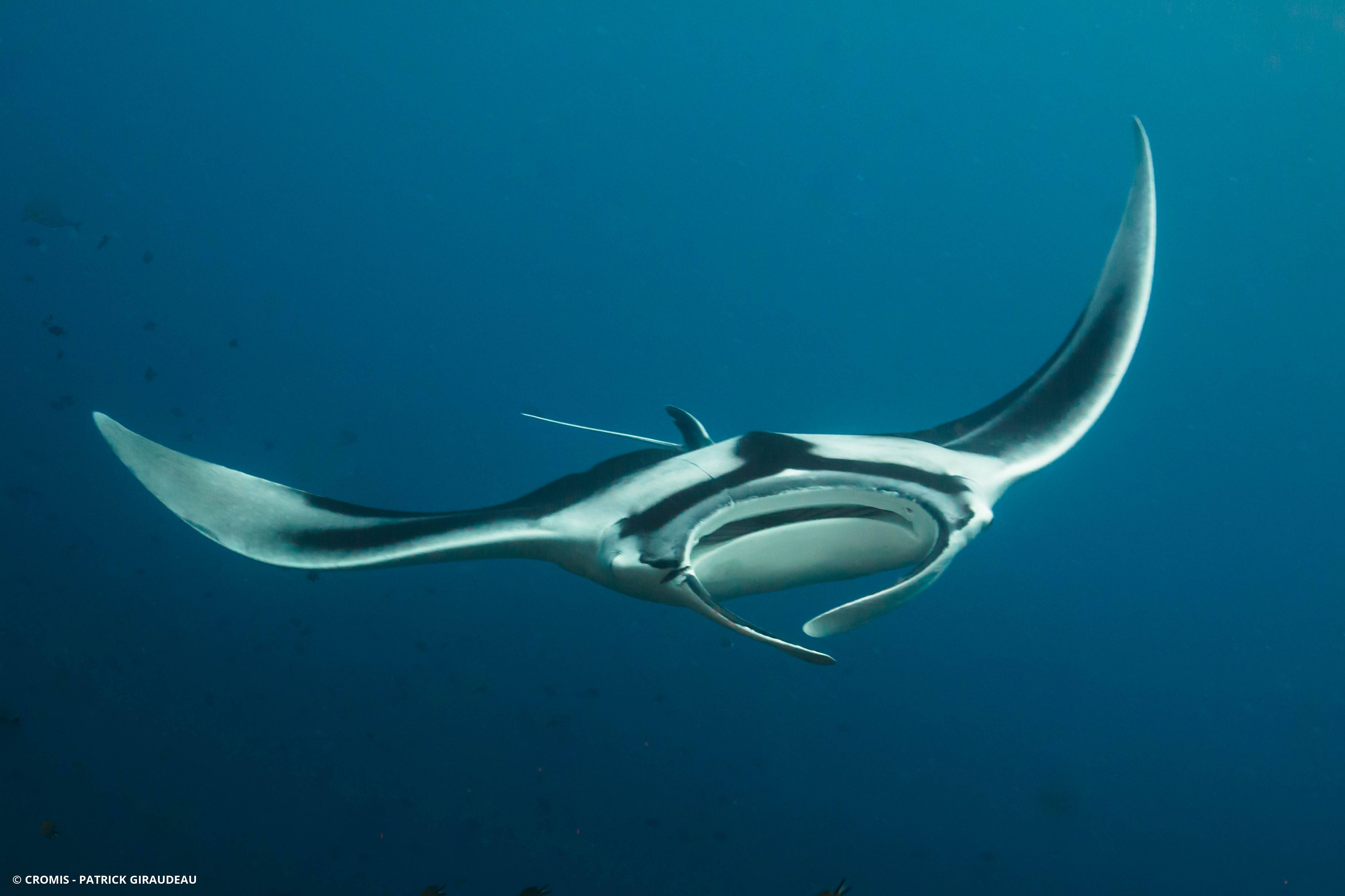 Manta géante
