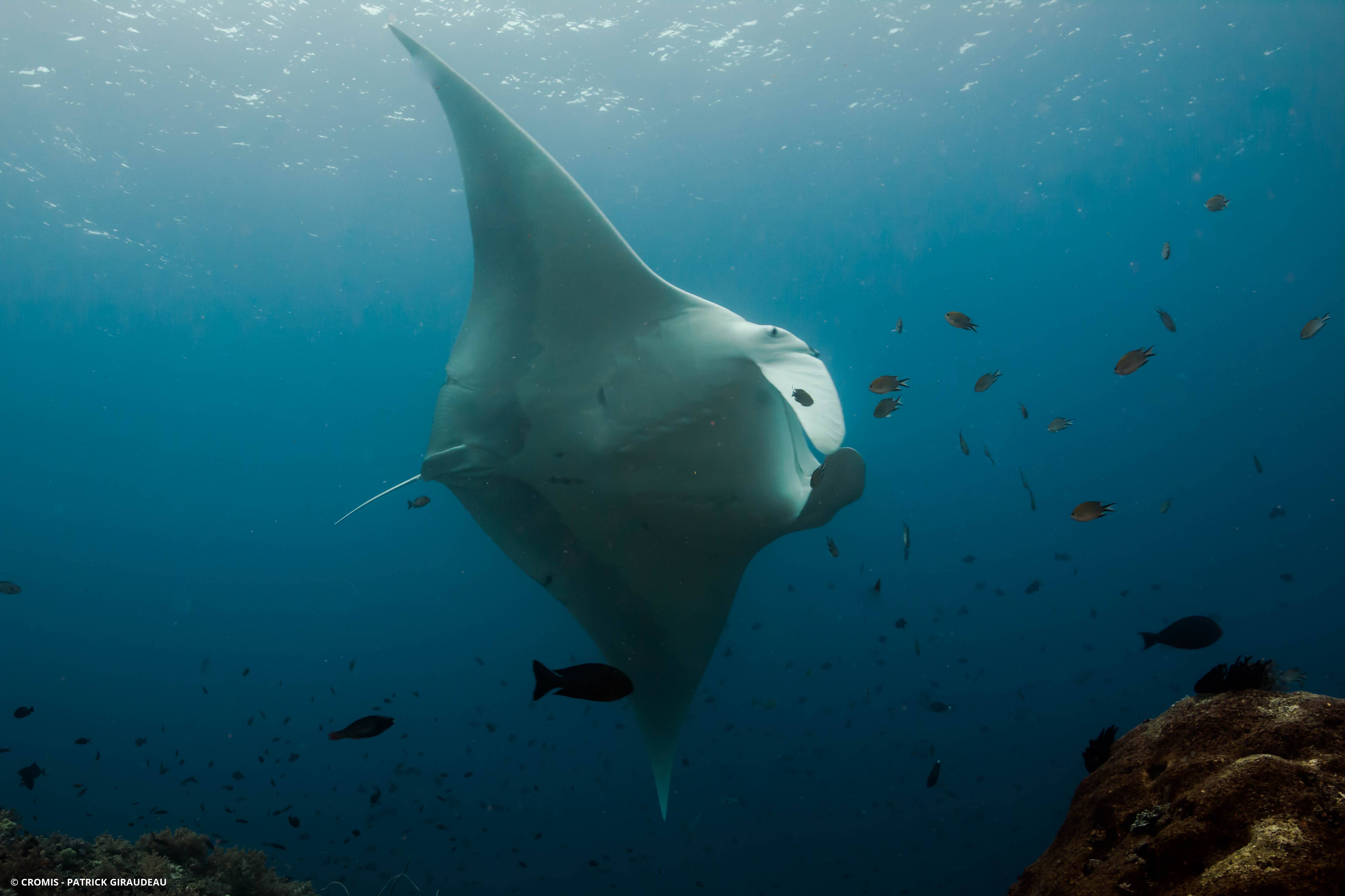 Manta géante