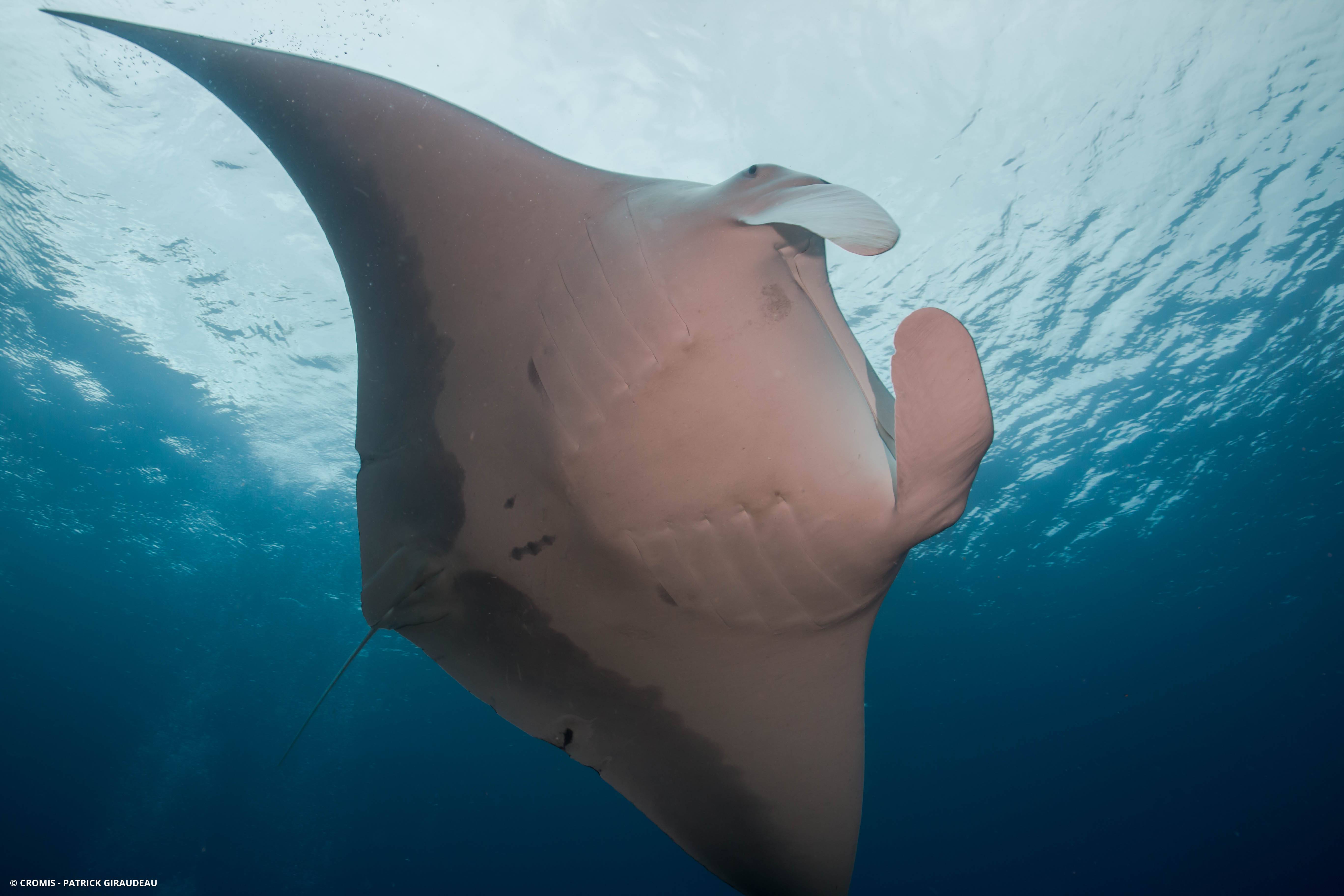 Manta géante