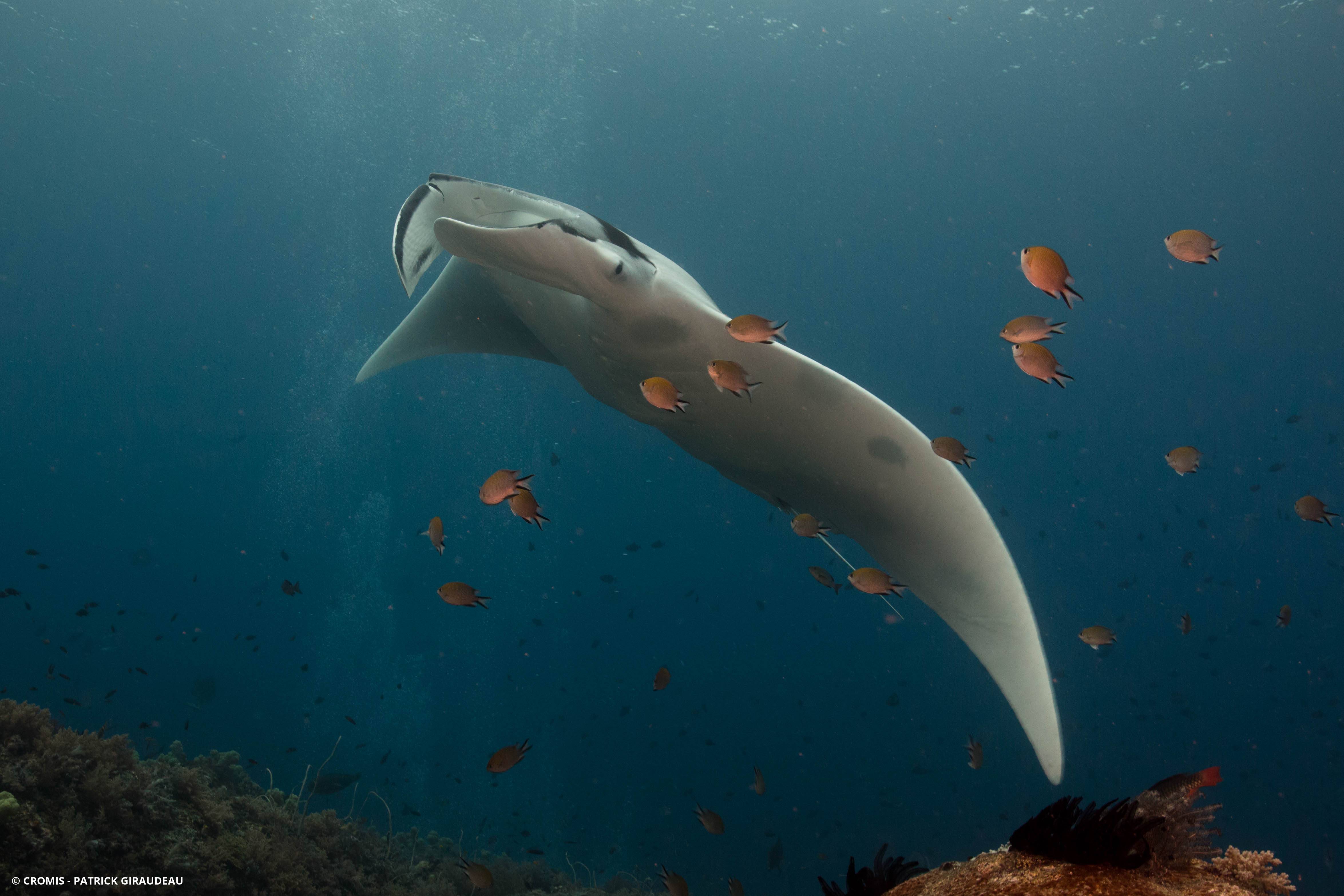 Manta géante