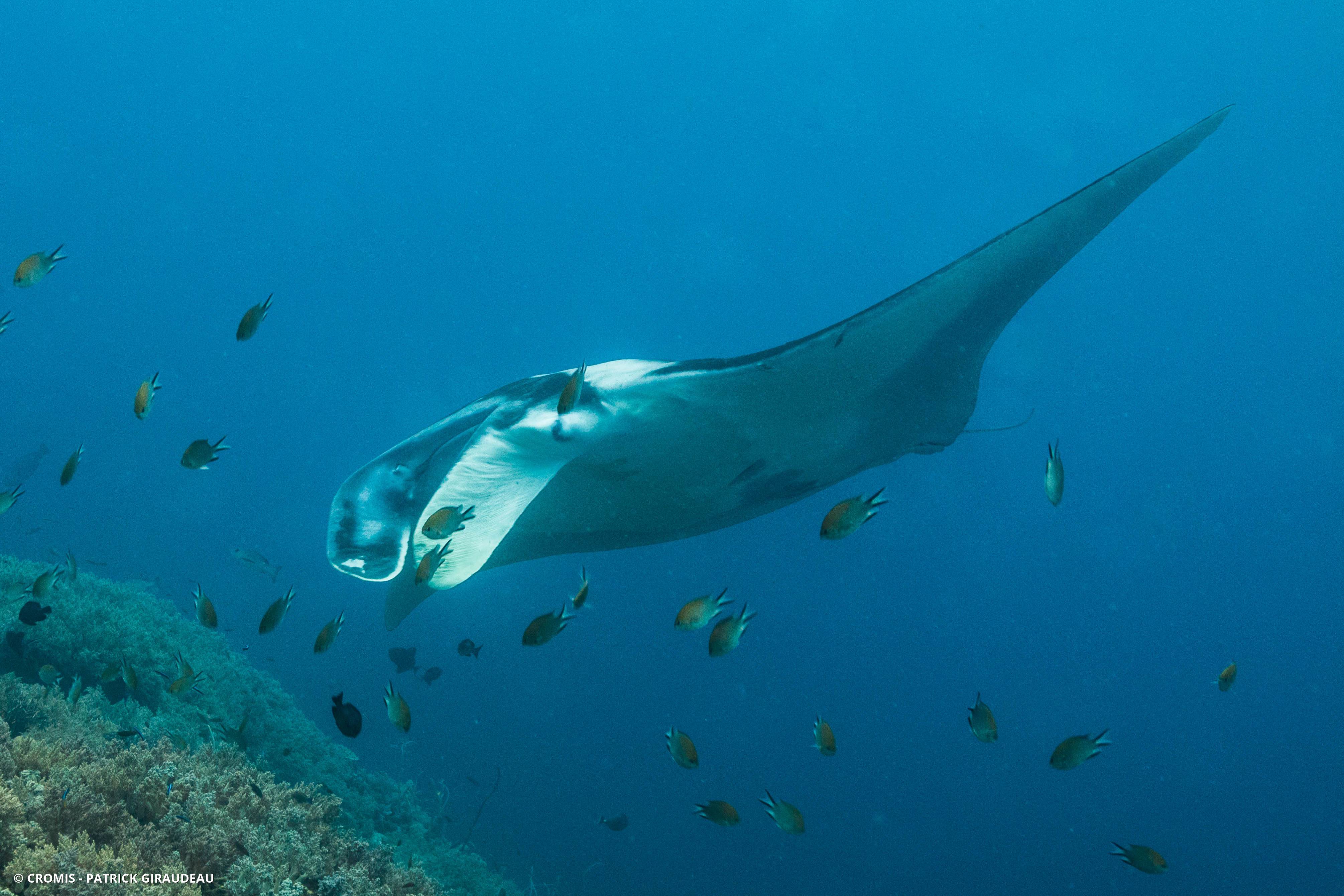 Manta géante