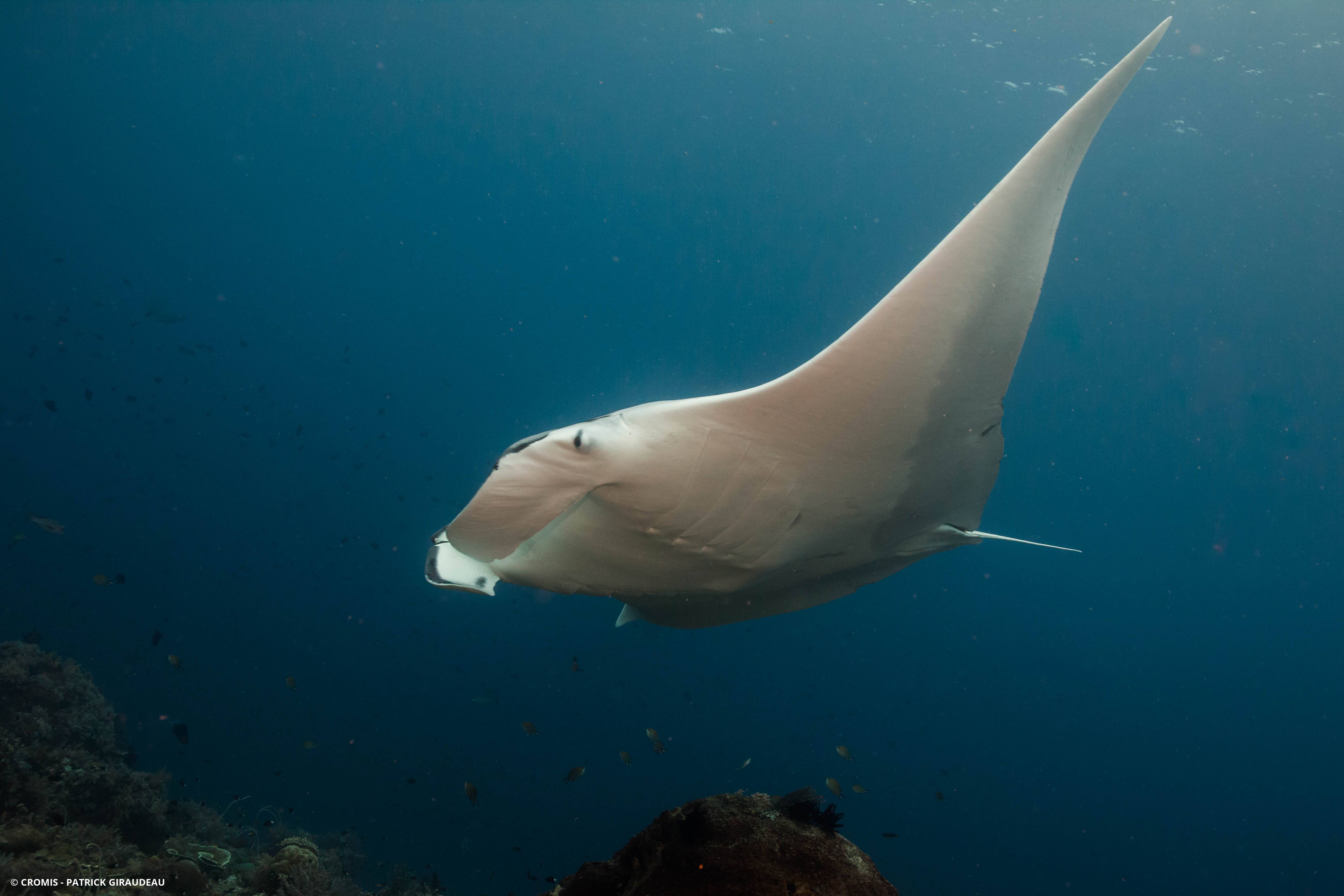 Manta géante